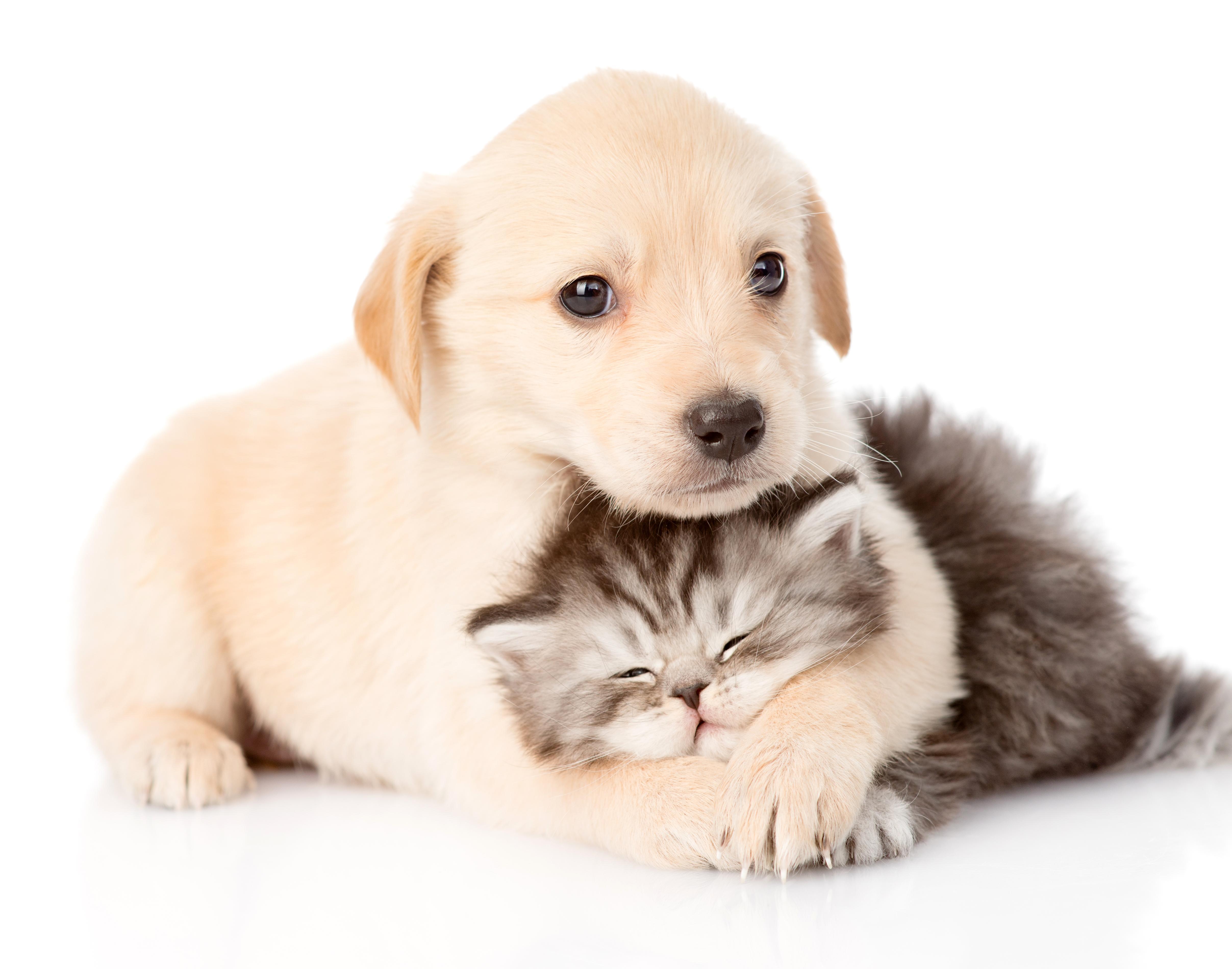 4830x3800 Wallpaper HD Cat