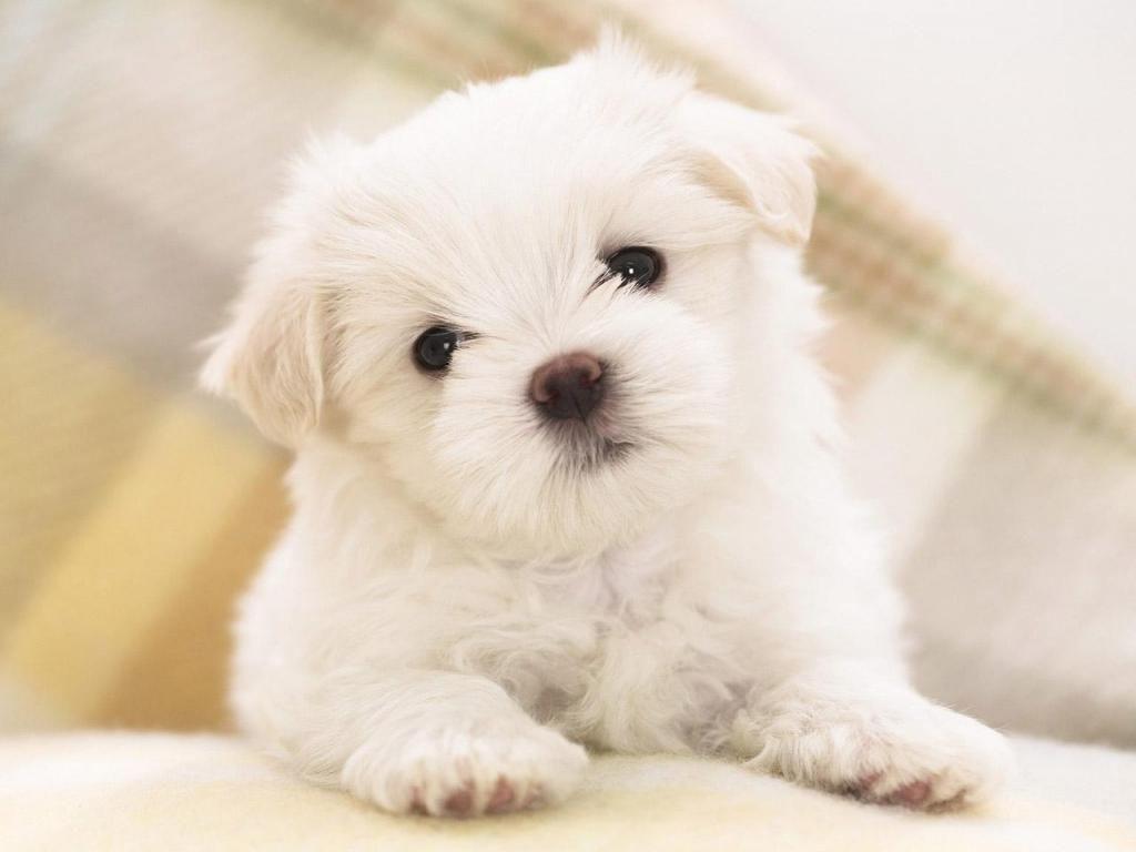 1024x768 The Cutest Baby Dogs Wallpaper