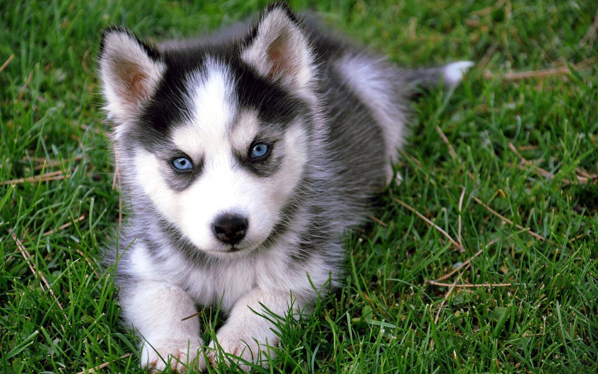 1920x1200 Dog Breeds Background. Funny Dog Wallpaper, Anime Dog Wallpaper and Fall Dog Wallpaper
