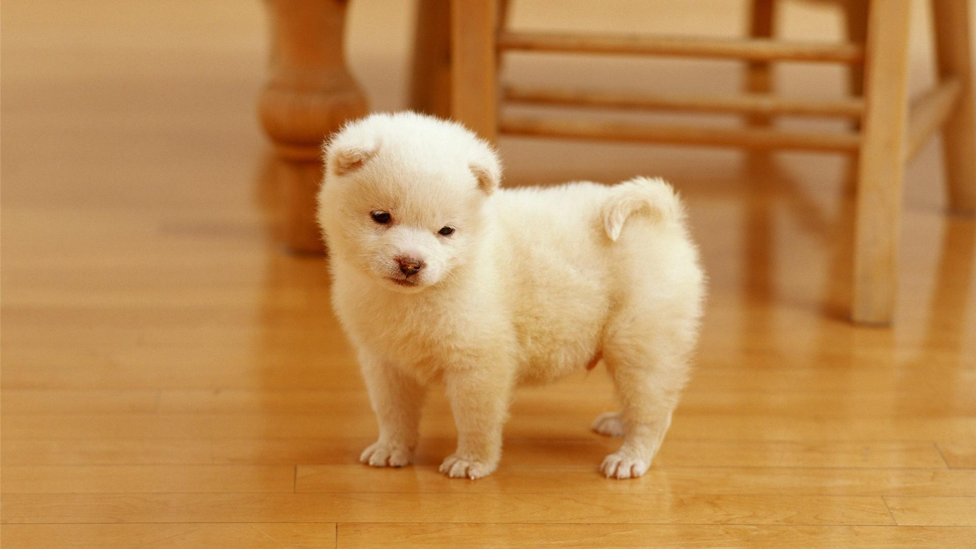 1920x1080 Cute Dog Wallpaper