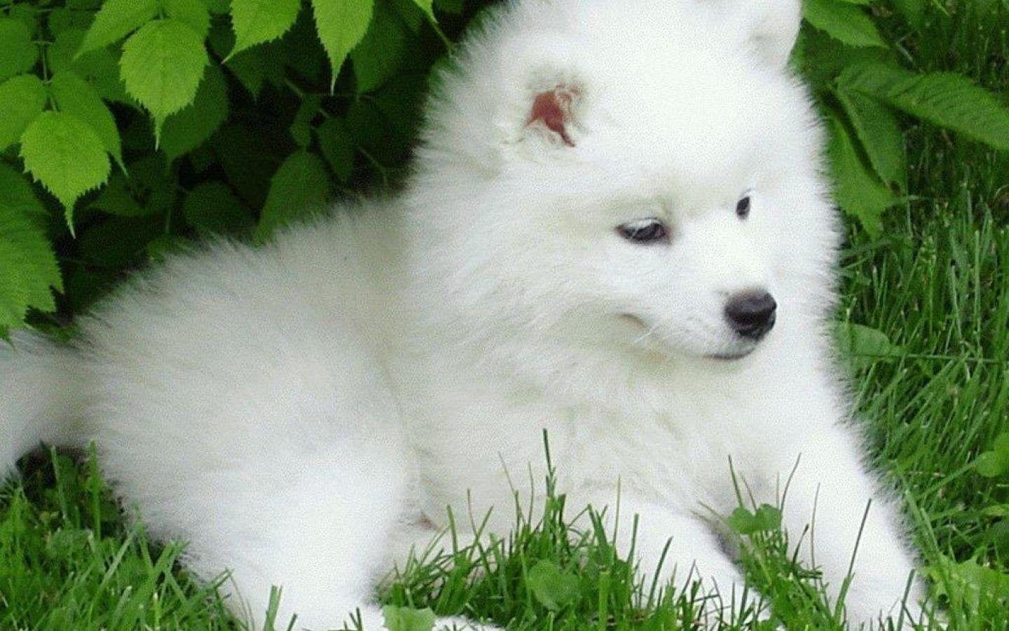 1440x900 Baby Dogs Wallpaper