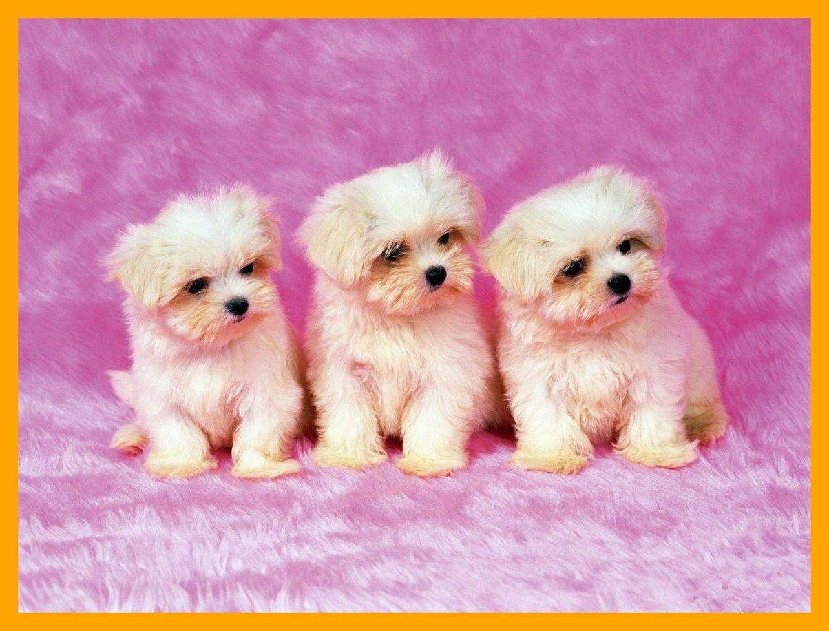 1204x916 Cute Baby Dogs Wallpaper 4kwallpaper Puppies Triplets HD Wallpaper