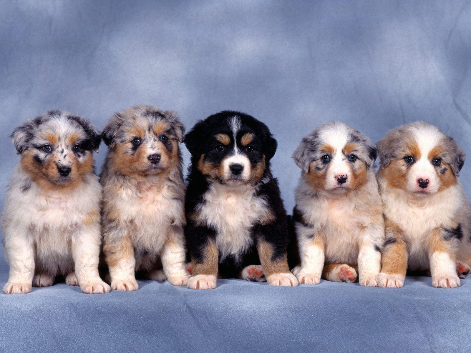 1600x1200 Cute dogs Wallpaper • Image Album