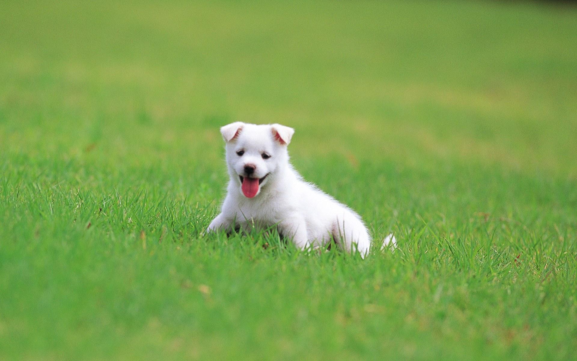 1920x1200 Wallpaper Dogs. Beautiful Dogs Wallpaper, Dogs Valentine Wallpaper and Dangerous Dogs Wallpaper