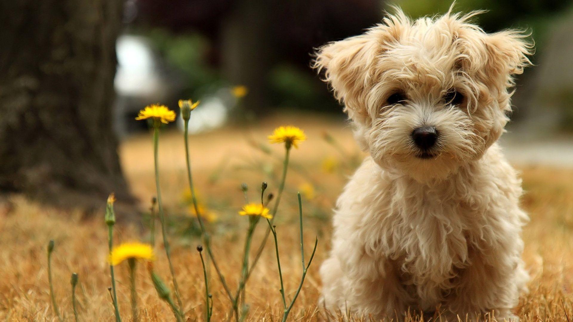 1920x1080 Baby Dog wallpaper 9