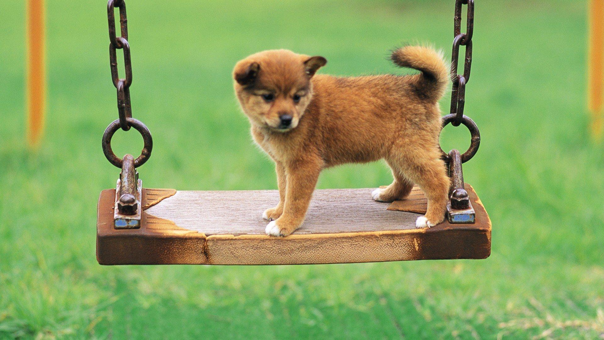 1920x1080 Dog Wallpaper Puppy