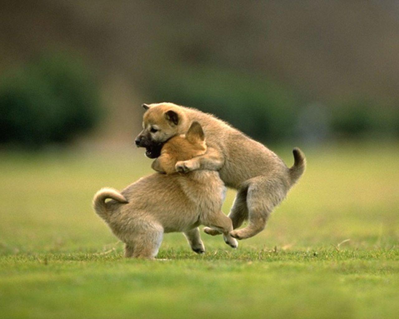 1280x1024 Free download Cute Baby Dog Wallpaper HD [1440x1080] for your Desktop, Mobile & Tablet. Explore Baby Dog Wallpaper. Cute Puppies Wallpaper, Cute Cats and Dogs Wallpaper, Cute Dog Wallpaper for Desktop