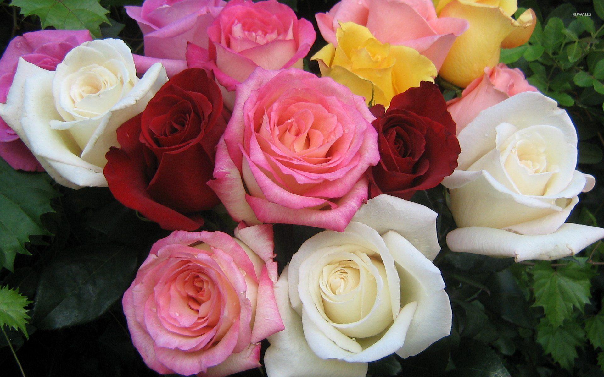 1920x1200 Rose Bouquet wallpaper wallpaper