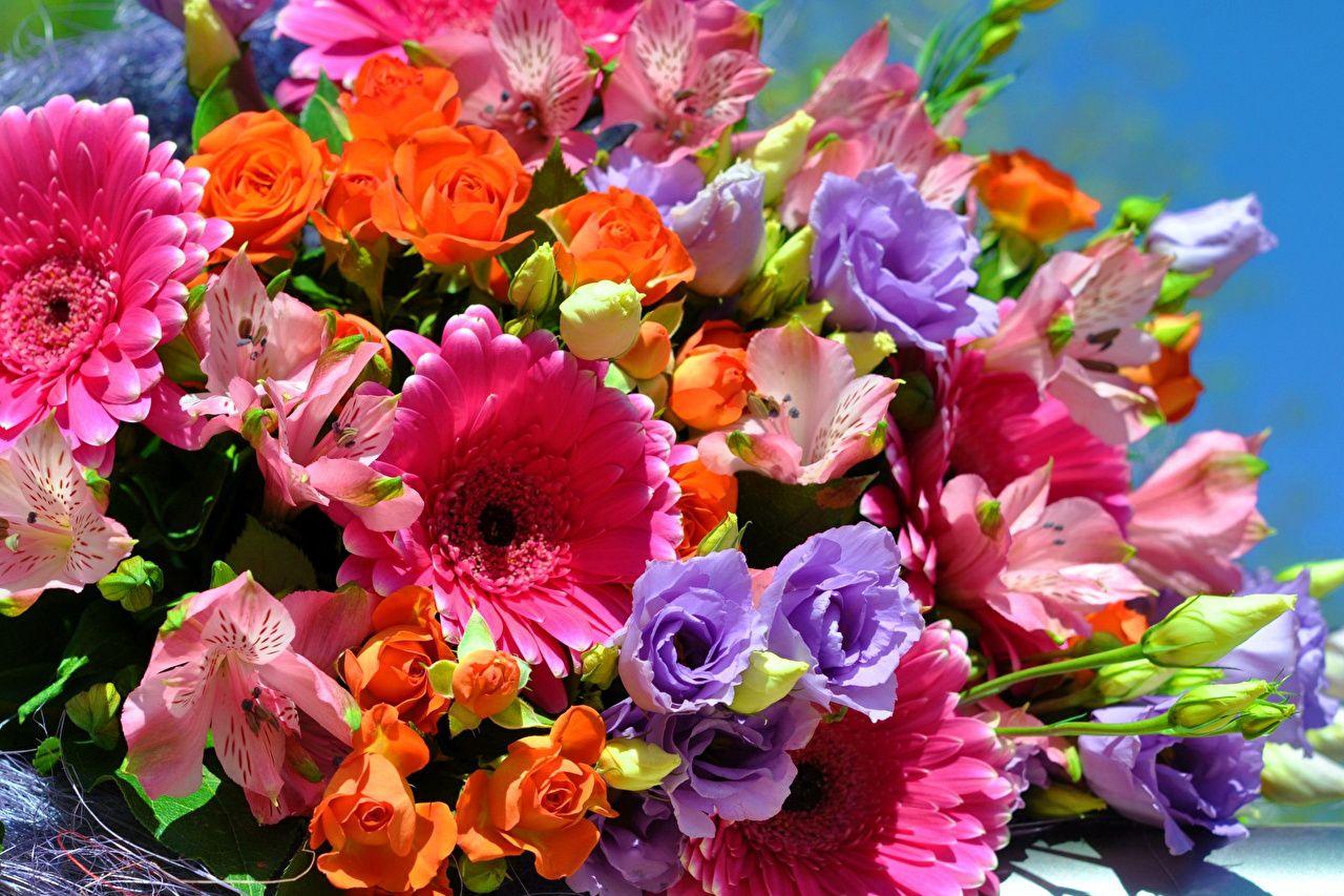 1280x853 Photos Bouquets rose Gerberas Flowers Alstroemeria prairie gentian