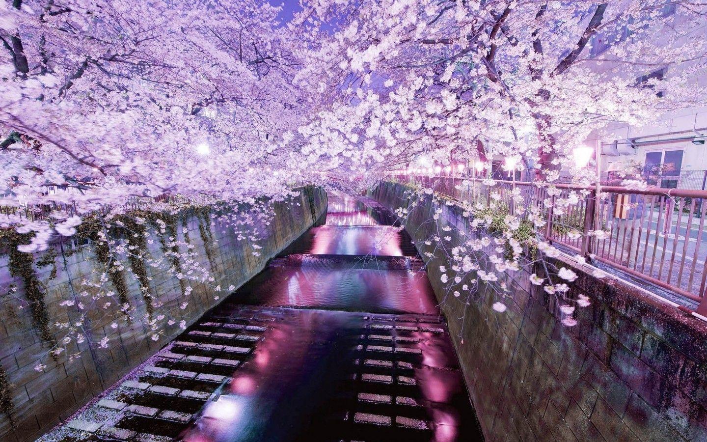 Tokyo Sakura Wallpapers - Top Free Tokyo Sakura Backgrounds -  WallpaperAccess