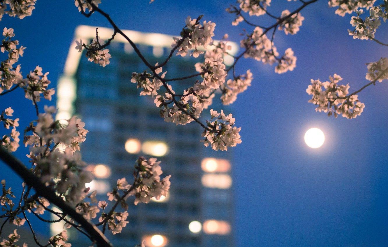 1332x850 Wallpaper macro, the city, lights, the moon, color, branch, spring, the evening, Japan, Sakura, Tokyo image for desktop, section город