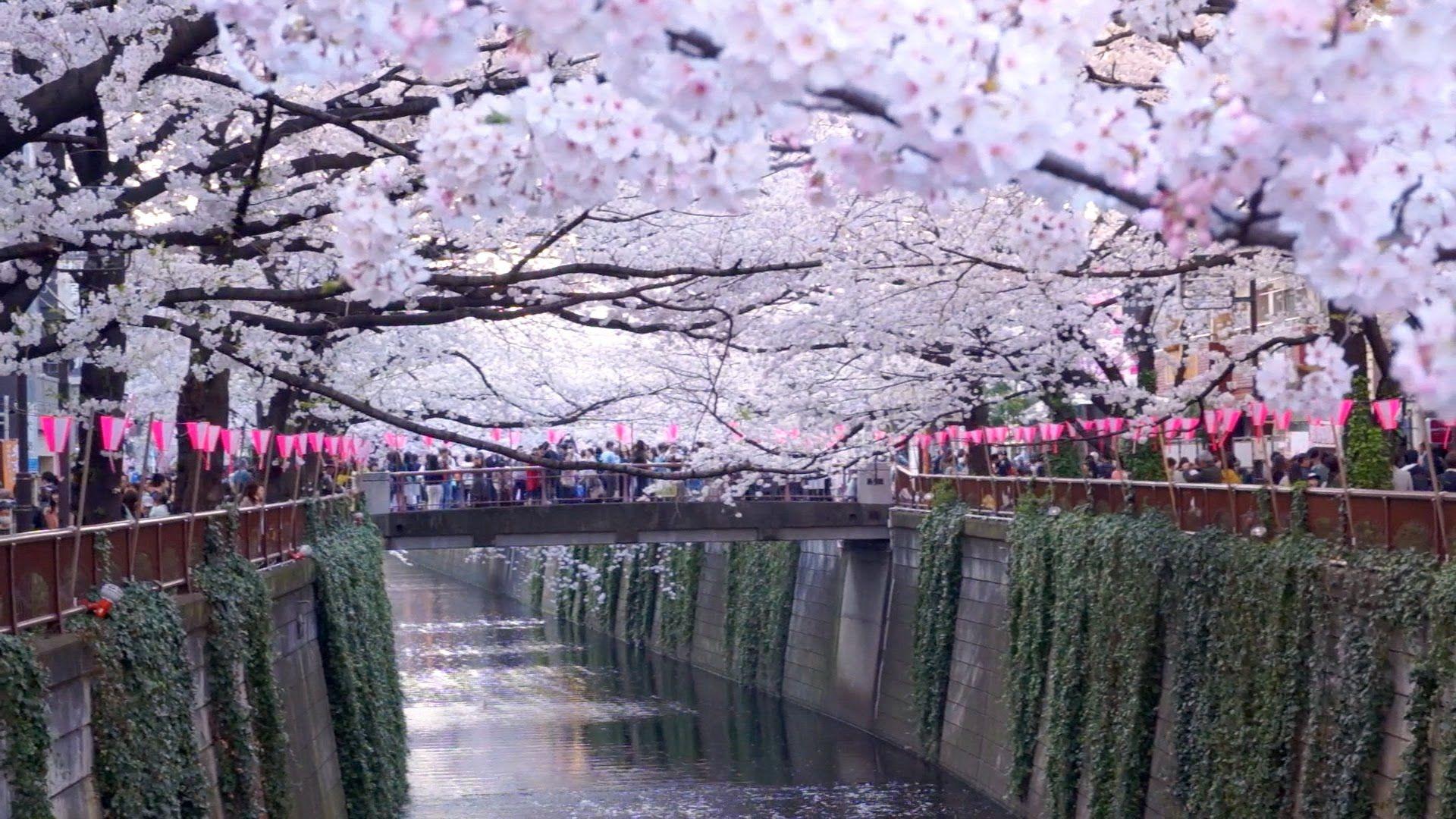 1920x1080 Meguro River, The Best Hanami (Cherry Blossom) Spot in Tokyo