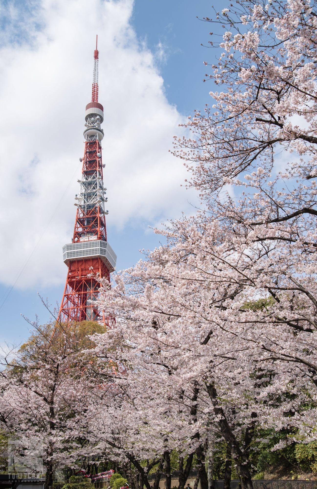 Tokyo Sakura Wallpapers - Top Free Tokyo Sakura Backgrounds ...