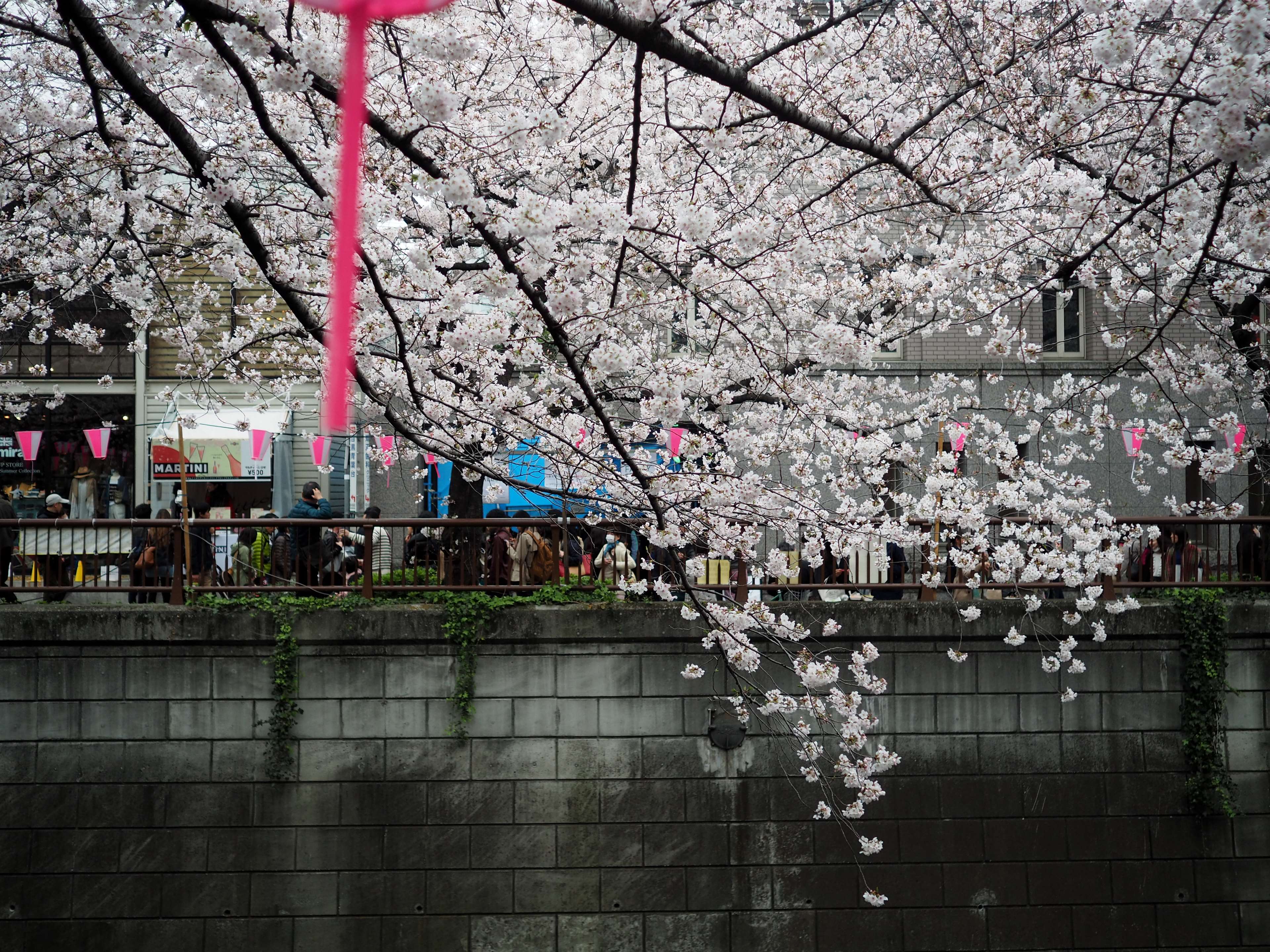 3840x2880 blossom, cherry, cherry blossom, meguro, nakameguro, river, sakura, tokyo 4k wallpaper. Mocah.org HD Desktop Wallpaper