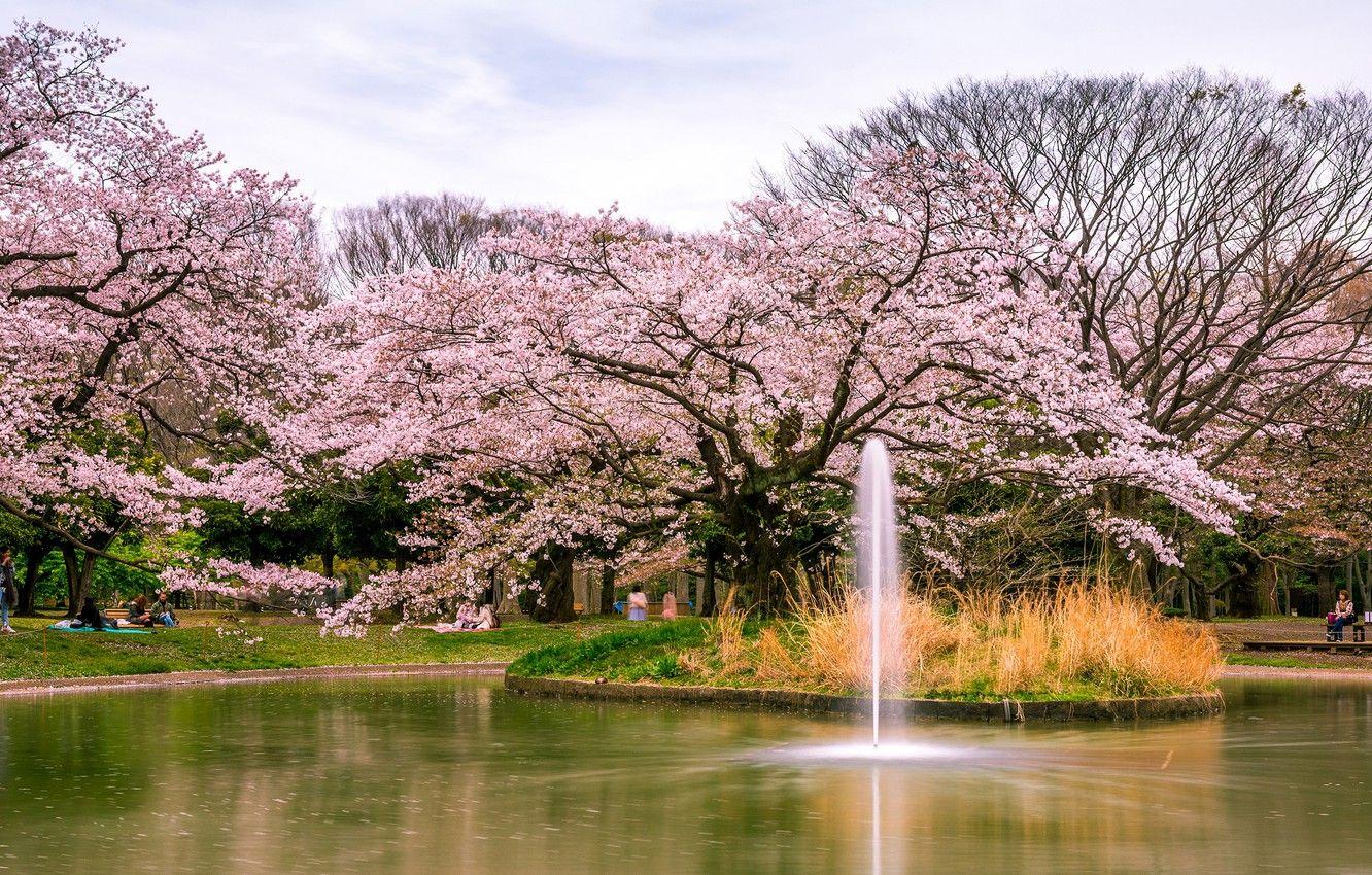 1332x850 Wallpaper trees, pond, Park, Japan, Sakura, Tokyo, fountain, flowering, Yoyogi Park image for desktop, section природа