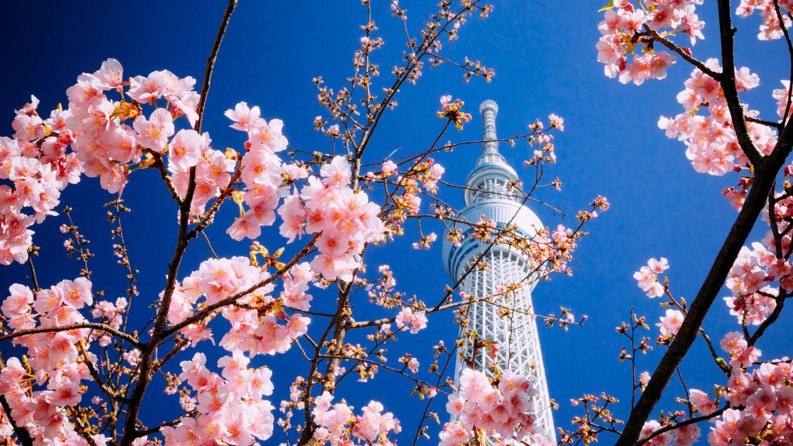 1600x900 Download wallpaper 1600x900 building, tower, sakura, bloom, tokyo widescreen 16:9 HD background