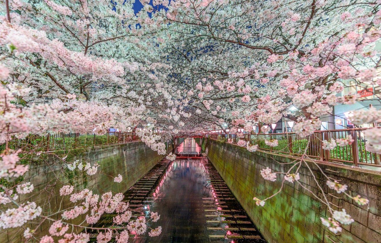 1332x850 Wallpaper nature, spring, Japan, Sakura, Tokyo, channel image for desktop, section город