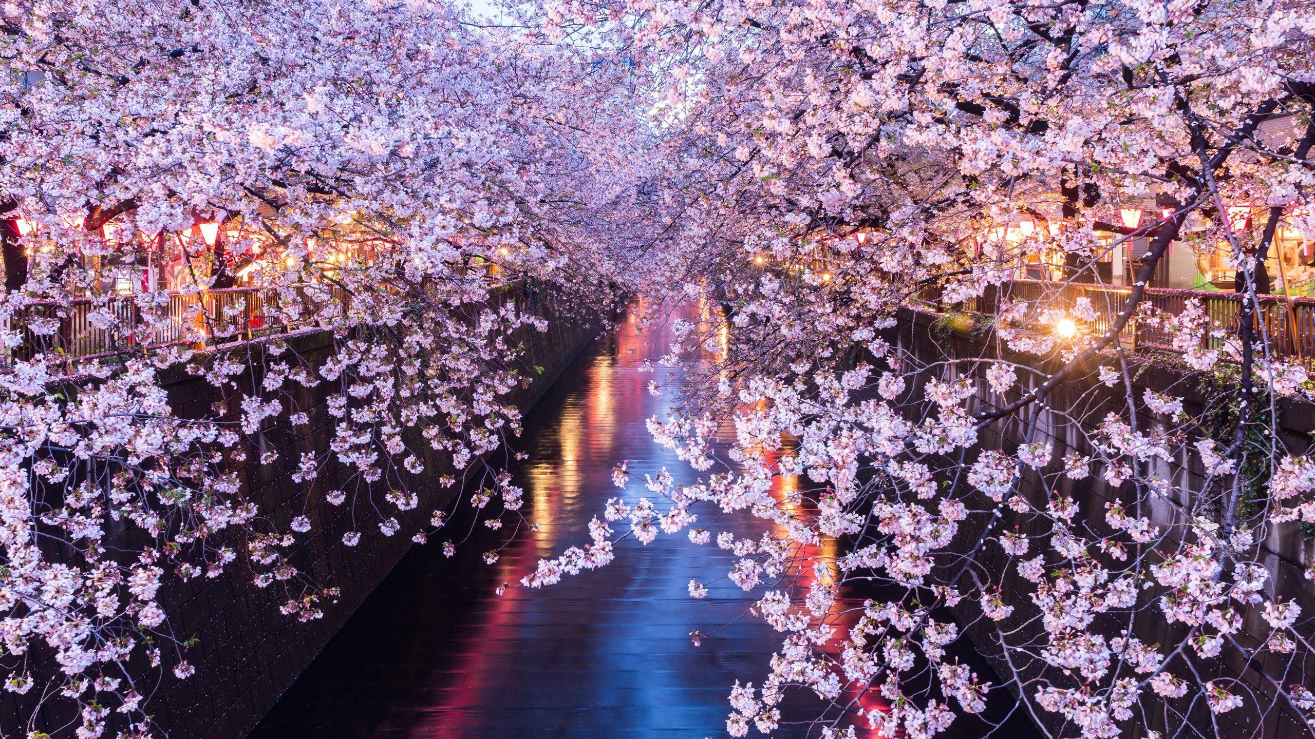 Tokyo Sakura Wallpapers - Top Free Tokyo Sakura Backgrounds ...