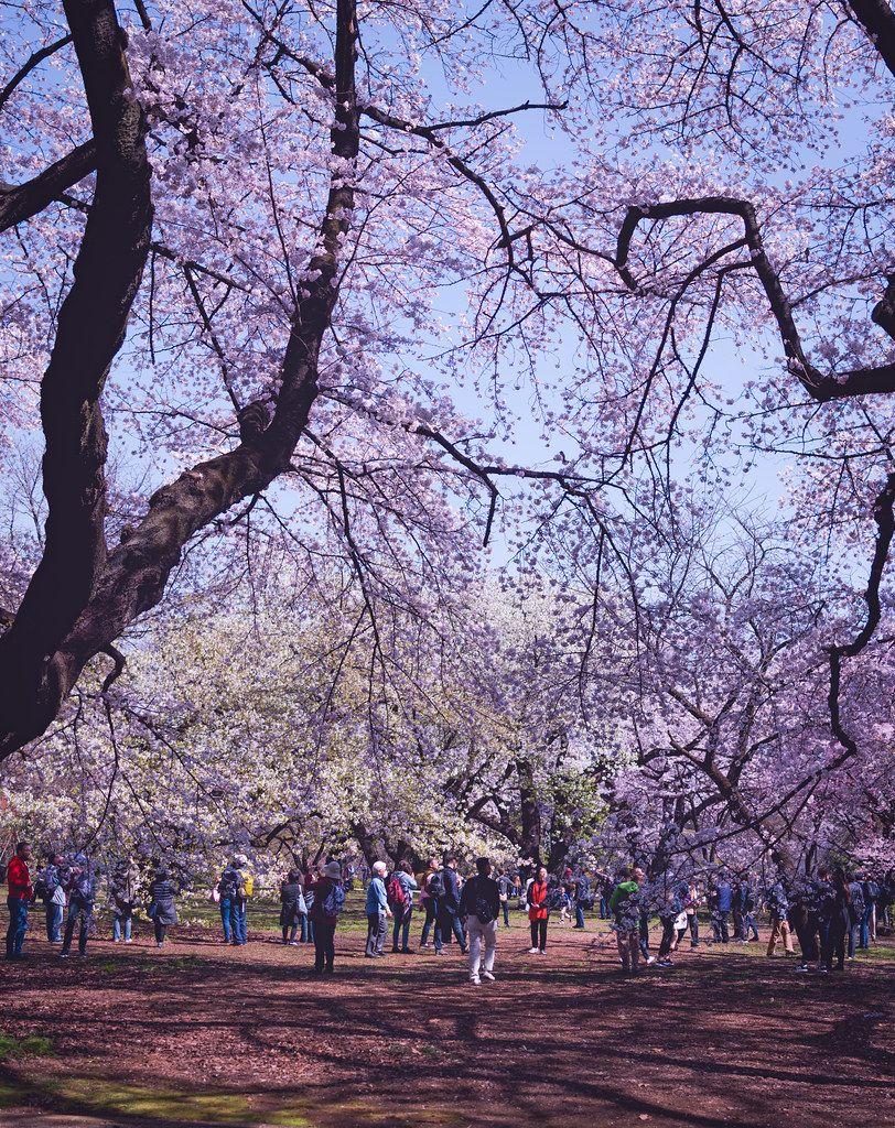 812x1024 Sakura at shinjuku gyoen tokyo, japan Photo and Wallpaper Directory