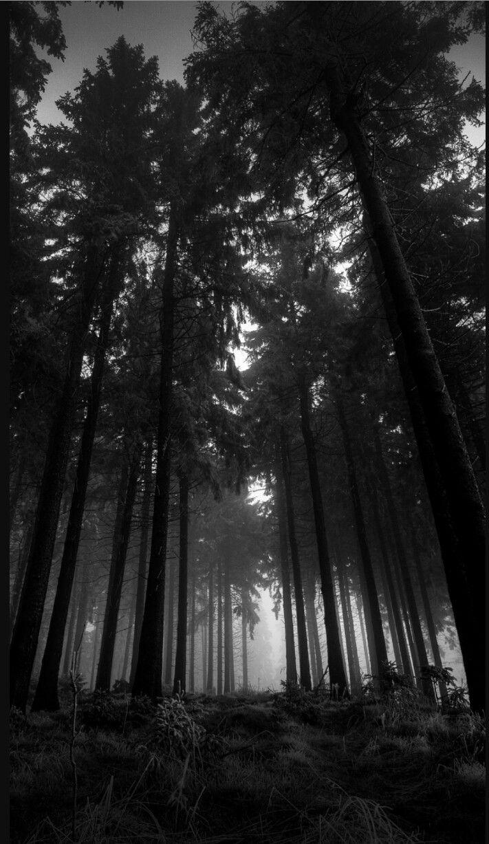 711x1227 Hello darkness my old friend #woods. Dark wallpaper, Beautiful nature wallpaper, Nature wallpaper