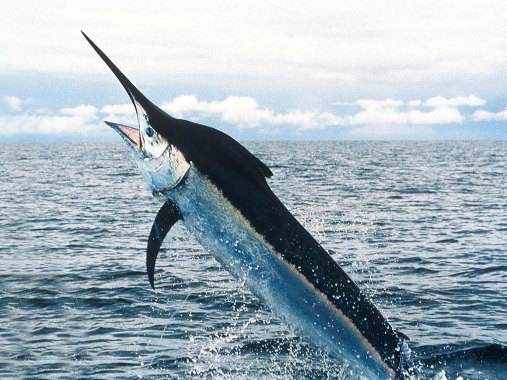 1024x768 Sport Fishing and Boating Partnership Council