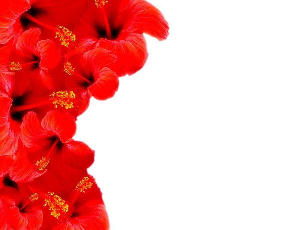 1024x768 Red Floral Border Background For PowerPoint and Frame PPT Templates
