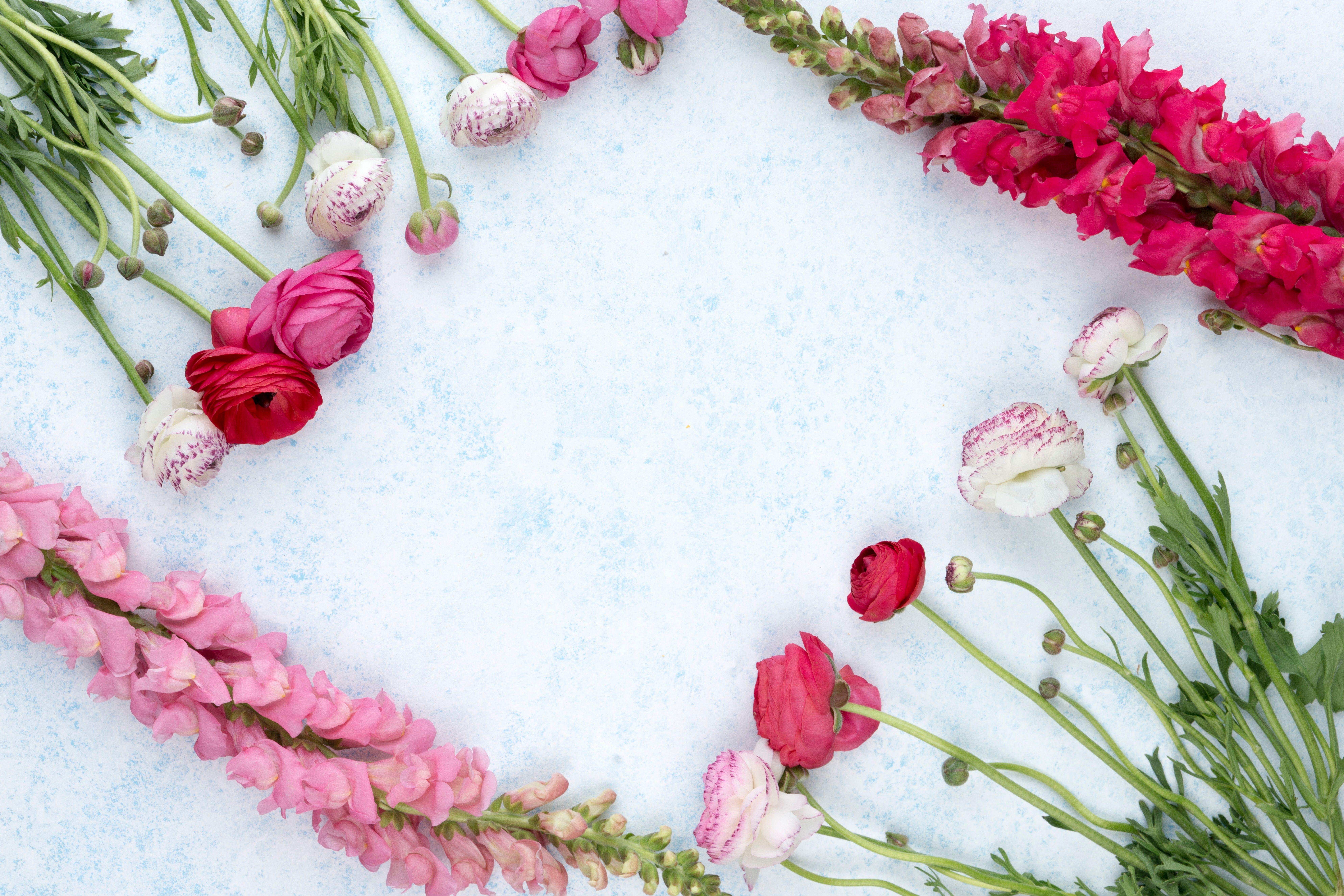 7952x5301 7952x5301 #flatlay, #flowers, #floral, #spring, #flower, #frame, #bud, #Free , #background. Mocah.org HD Desktop Wallpaper