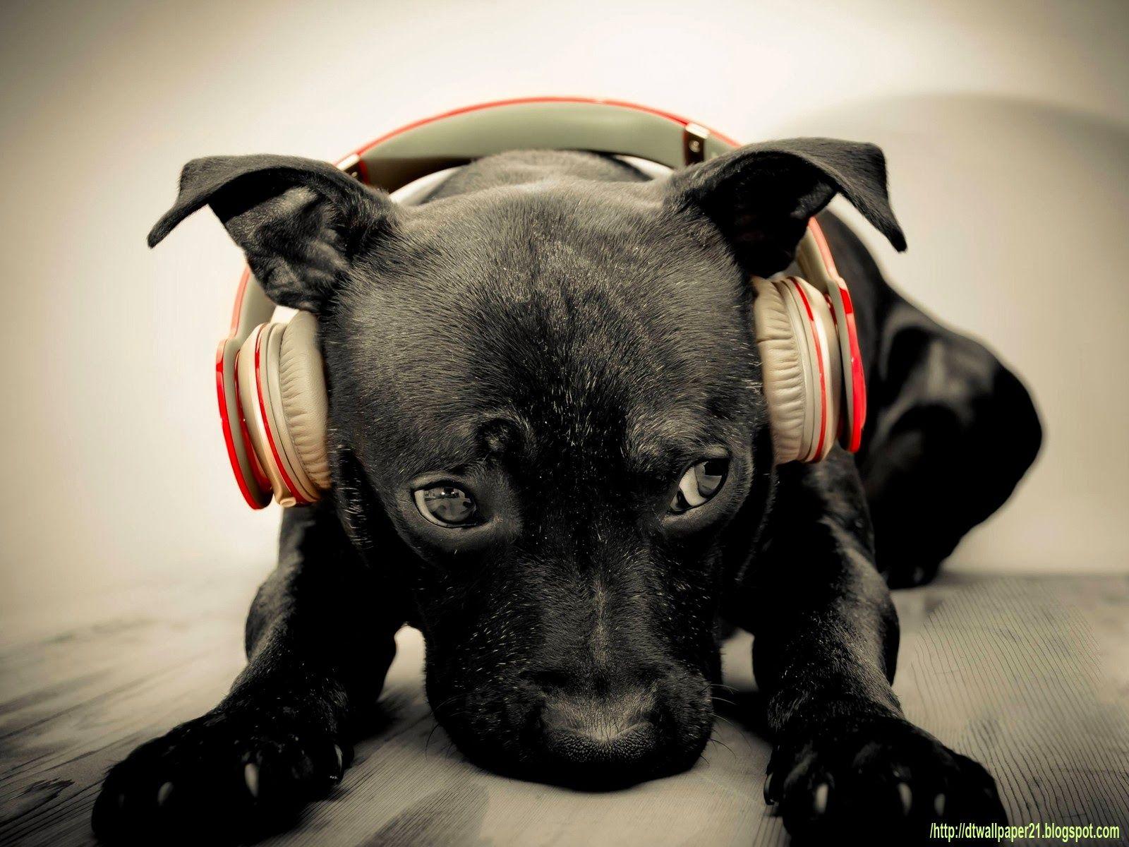 1600x1200 Desktop Wallpaper.. Background: Cool Dogs Picture