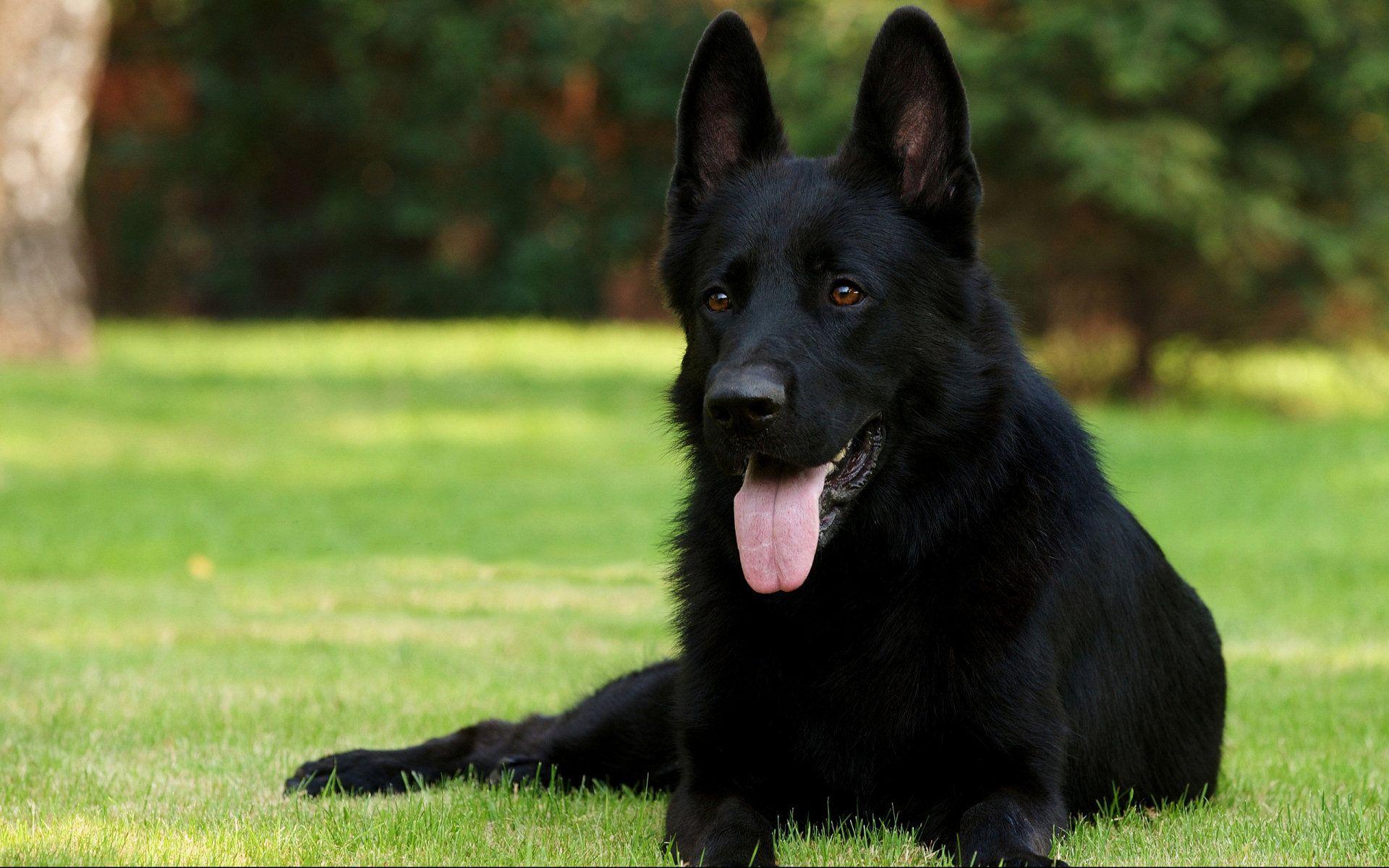 1920x1200 Black Dog Desktop Wallpaper