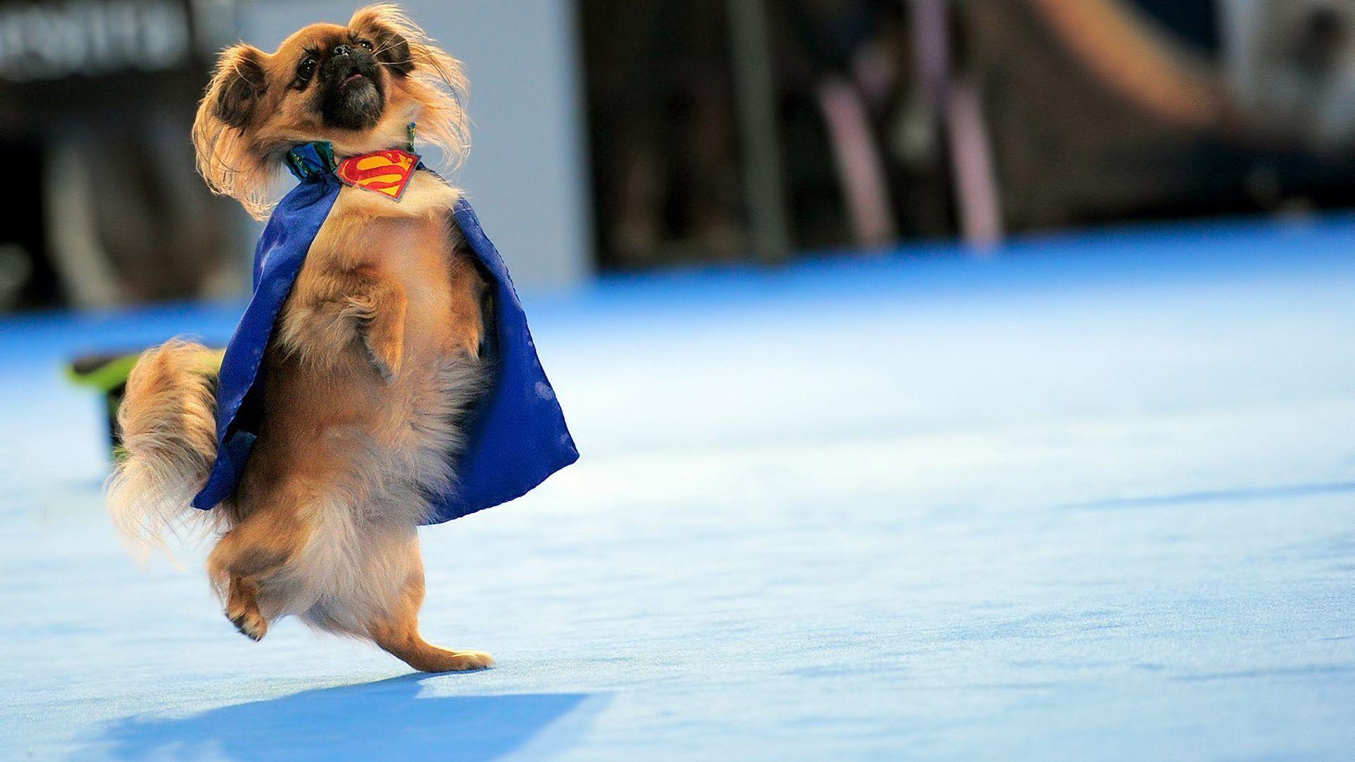 1920x1080 Dogs: Animals Funny Logo Dogs Superman Dog Desktop Wallpaper for HD