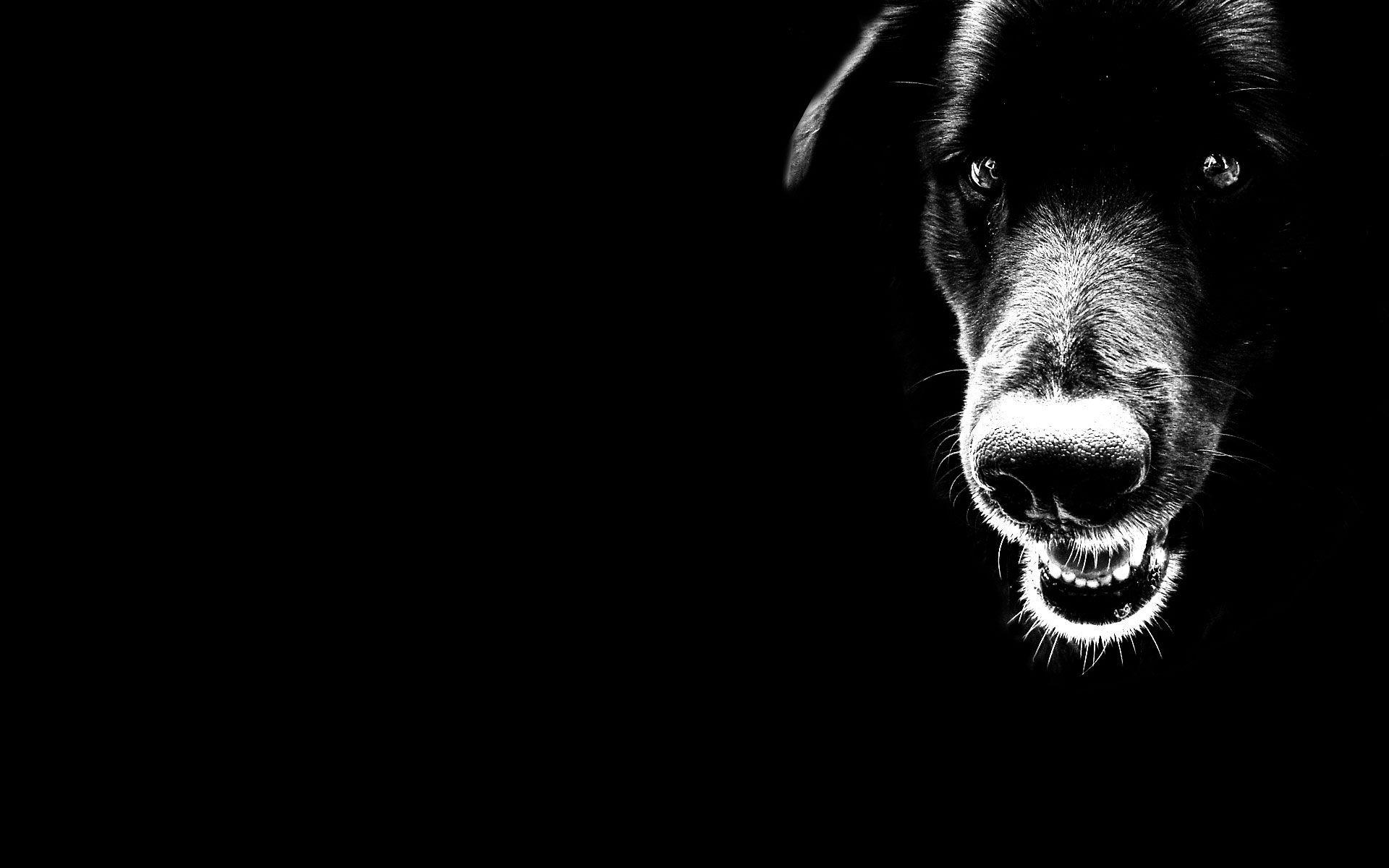 1920x1200 Black and White Dog Desktop Background HD 1920x1200