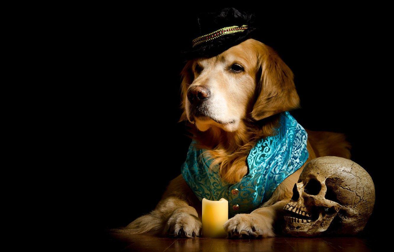 1332x850 Wallpaper skull, portrait, candle, dog, hat, costume, black background, Golden, photohoot, dog, vest, Retriever, composition, elegant, poor Yorick image for desktop, section собаки