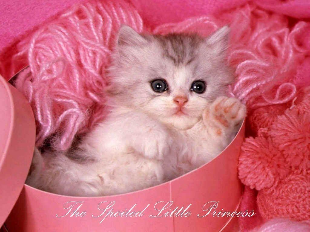 1024x768 Cute cat wallpaper, Cute cats and dogs .es