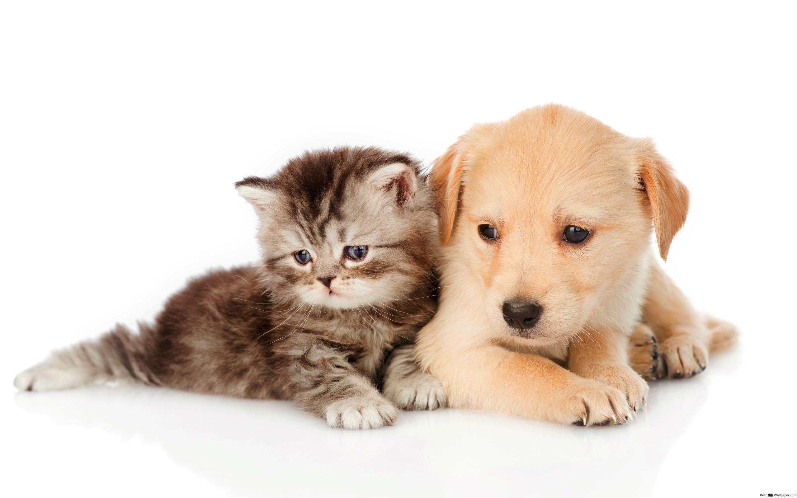 2560x1600 Kitten and beige puppy HD wallpaper download