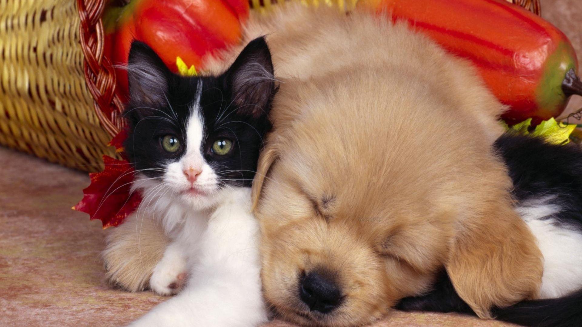 1920x1080 Download Wallpaper 1920x1080 kitten, puppy, sleep, couple, friends Full HD 1080p HD Background