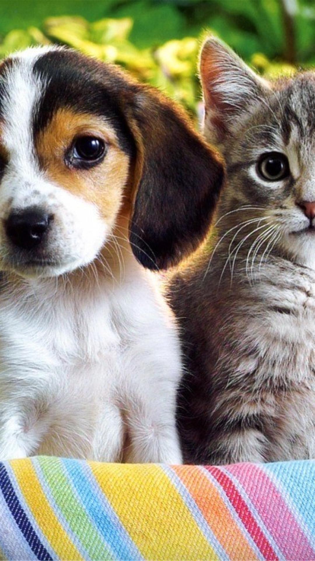 1080x1920 iPhone Kittens And Puppies