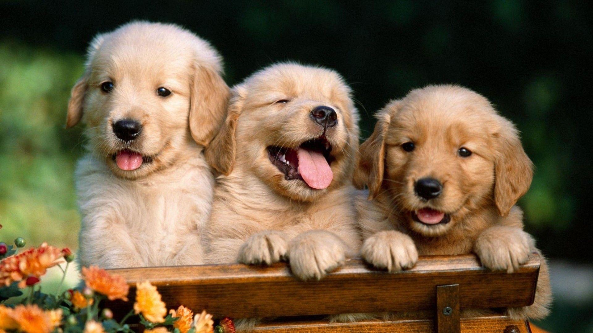 1920x1080 Wallpaper Puppies Kittens