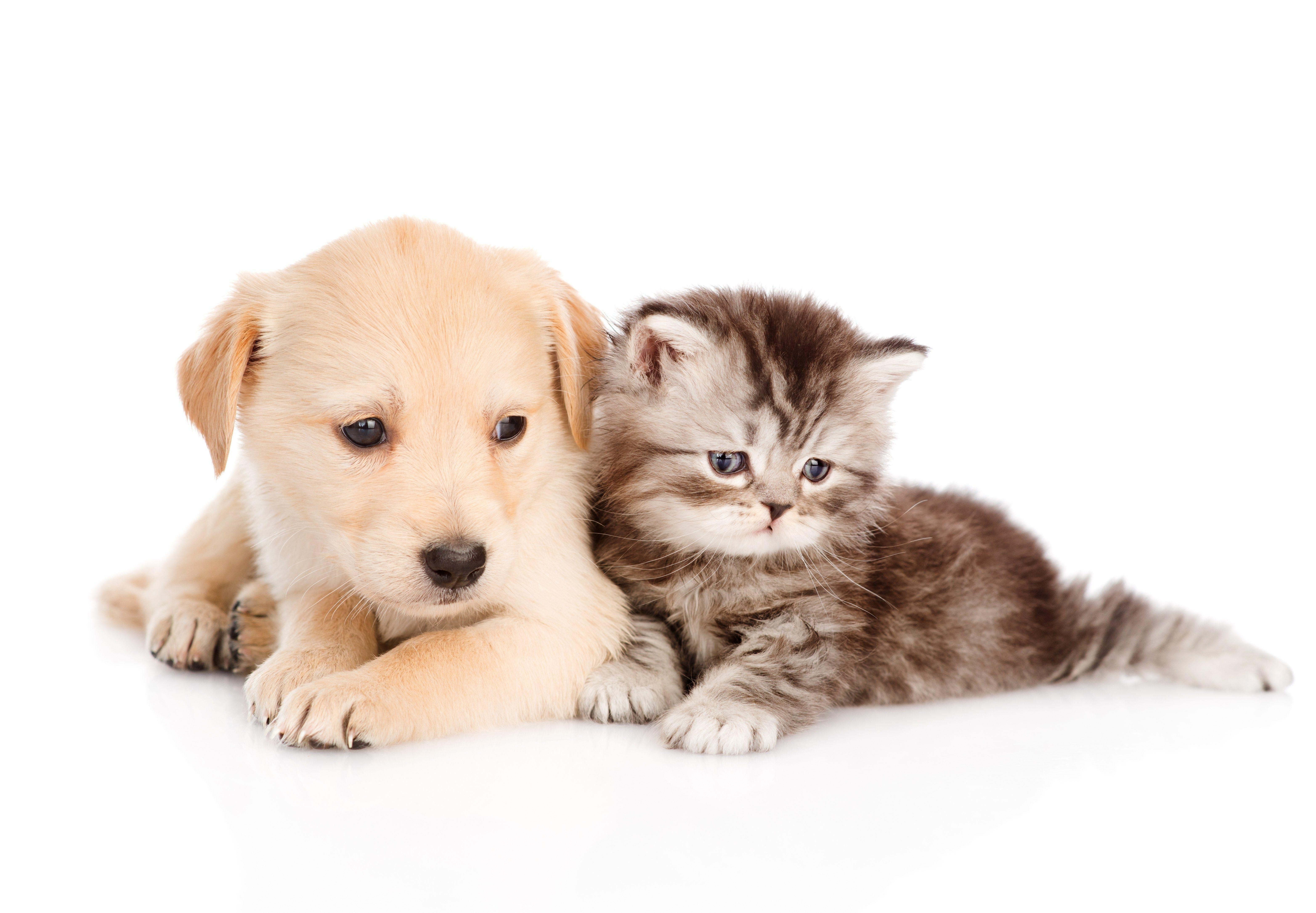 6256x4341 Dog And Cat Wallpaper Cute Wallpaper Kittens Puppies HD Wallpaper