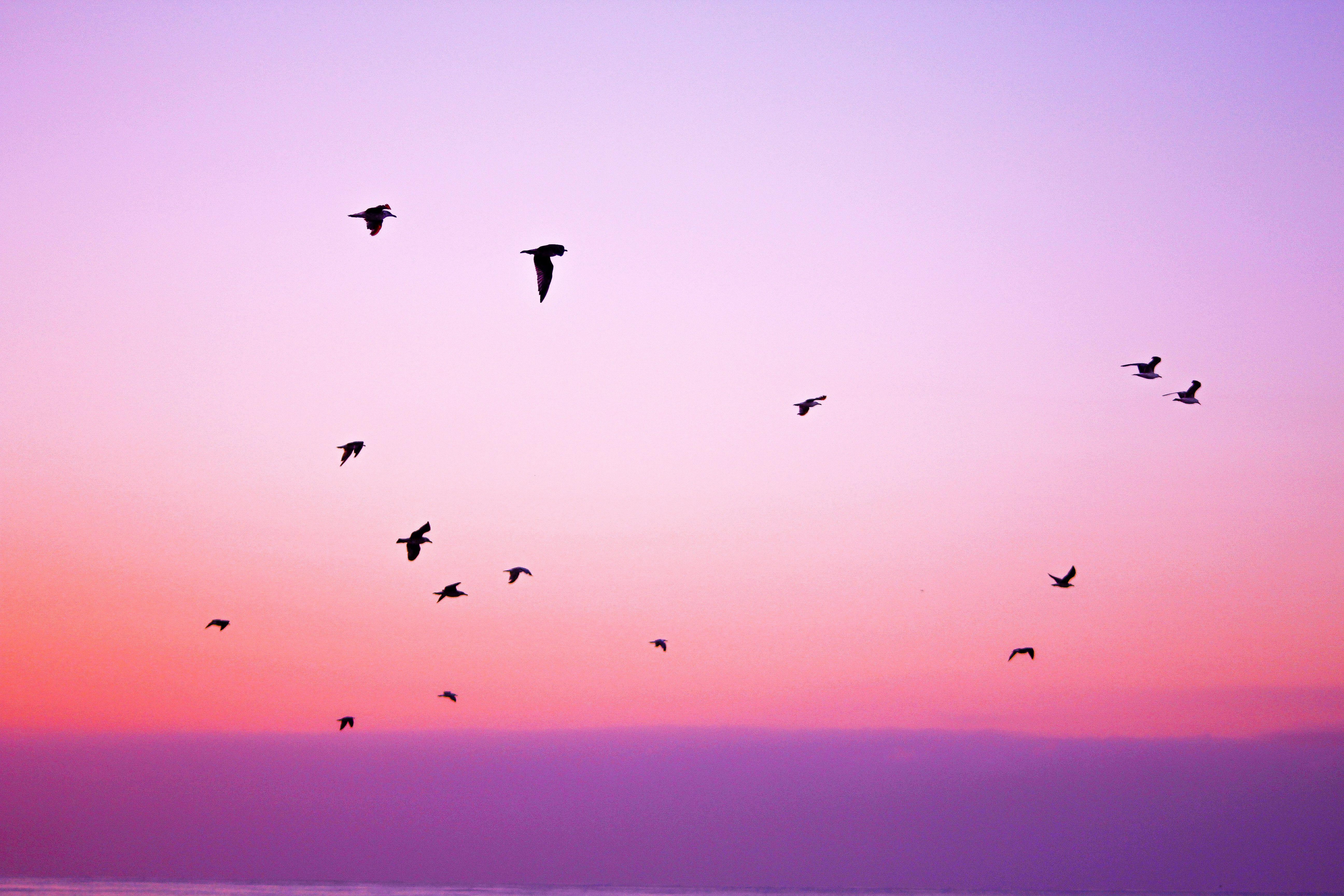 5184x3456 Flock of Flying Birds · Free