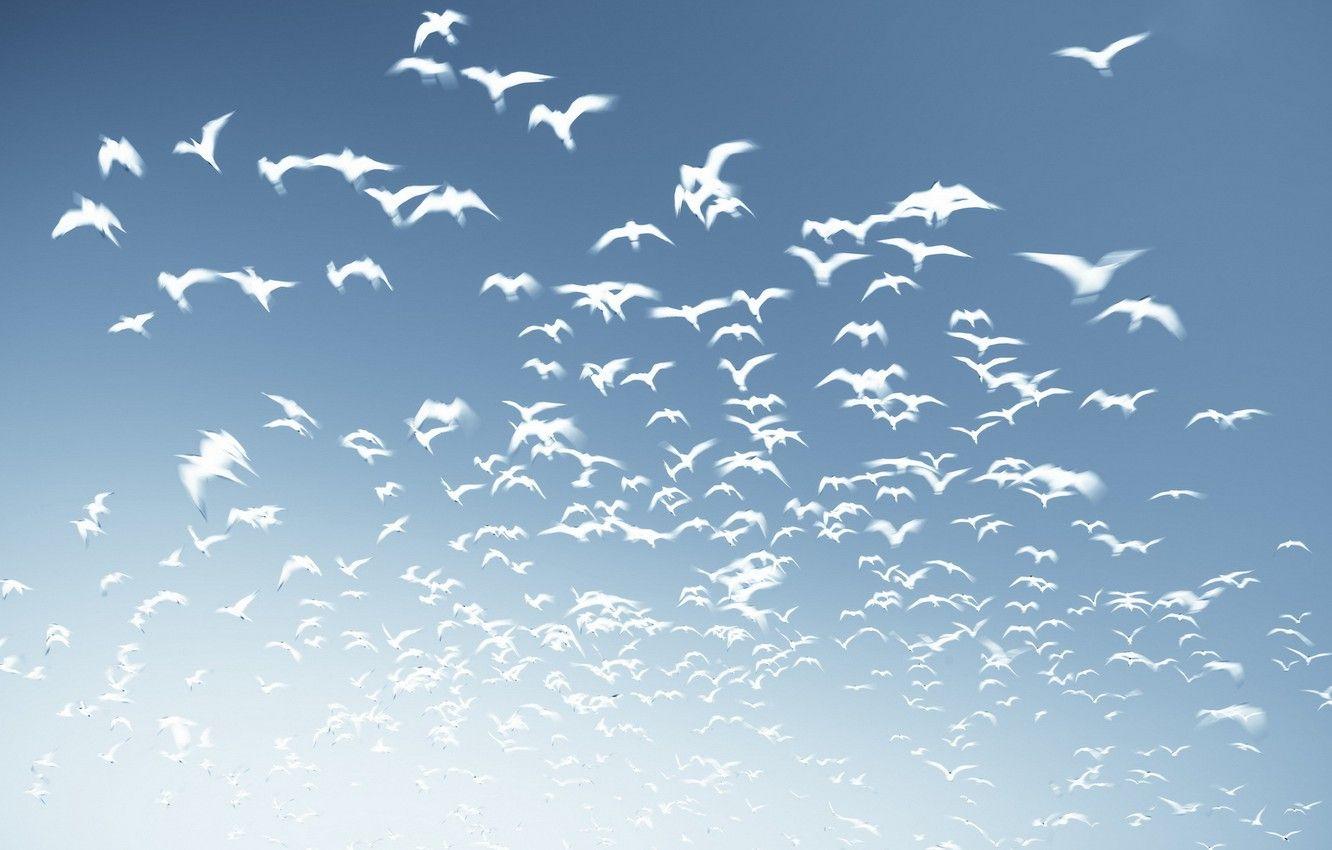 1332x850 Wallpaper the sky, birds, background image for desktop, section минимализм