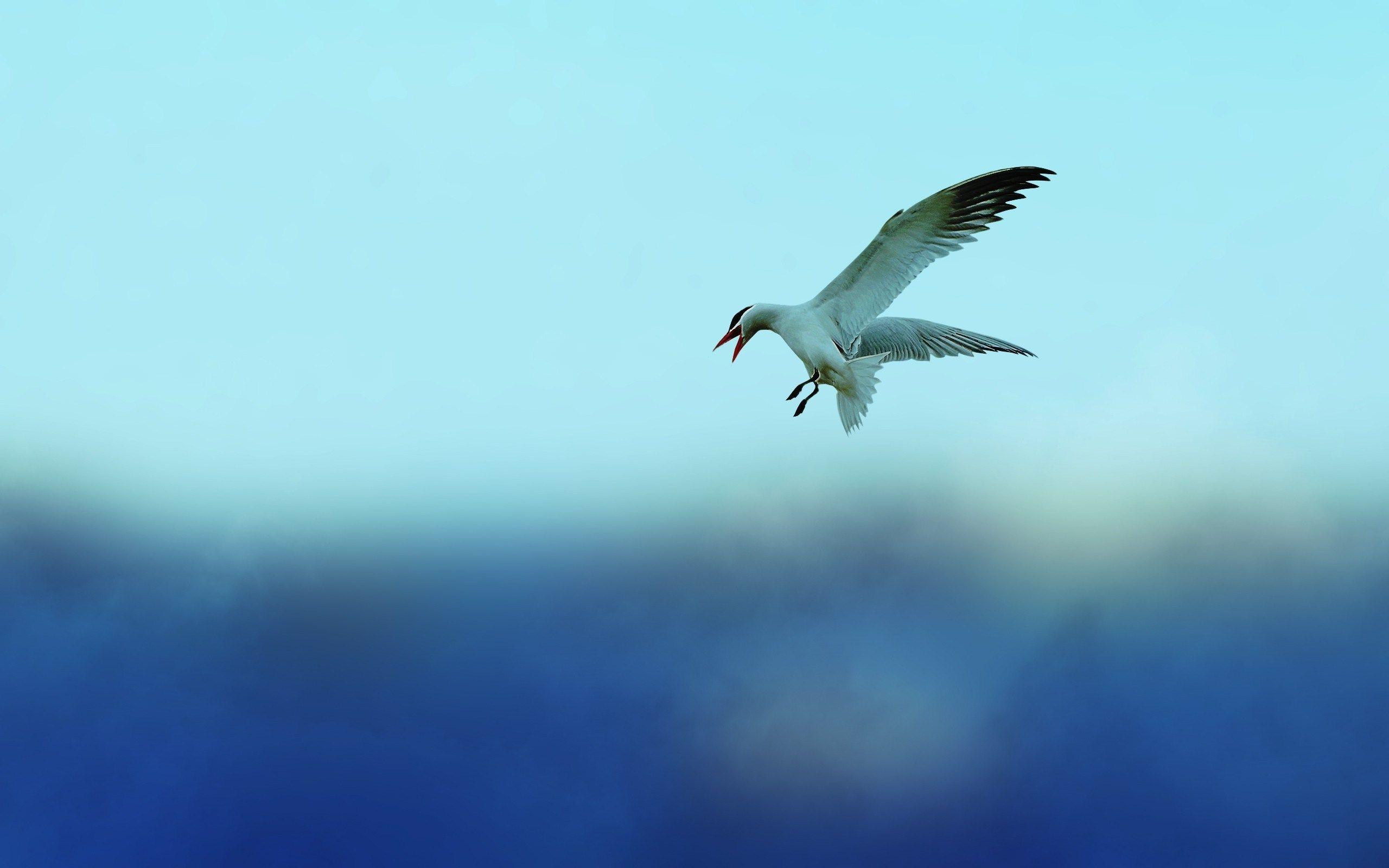 2560x1600 Free download Birds Flying In The Sky wallpaper [2560x1600] for your Desktop, Mobile & Tablet. Explore Flies Wallpaper. Flies Wallpaper