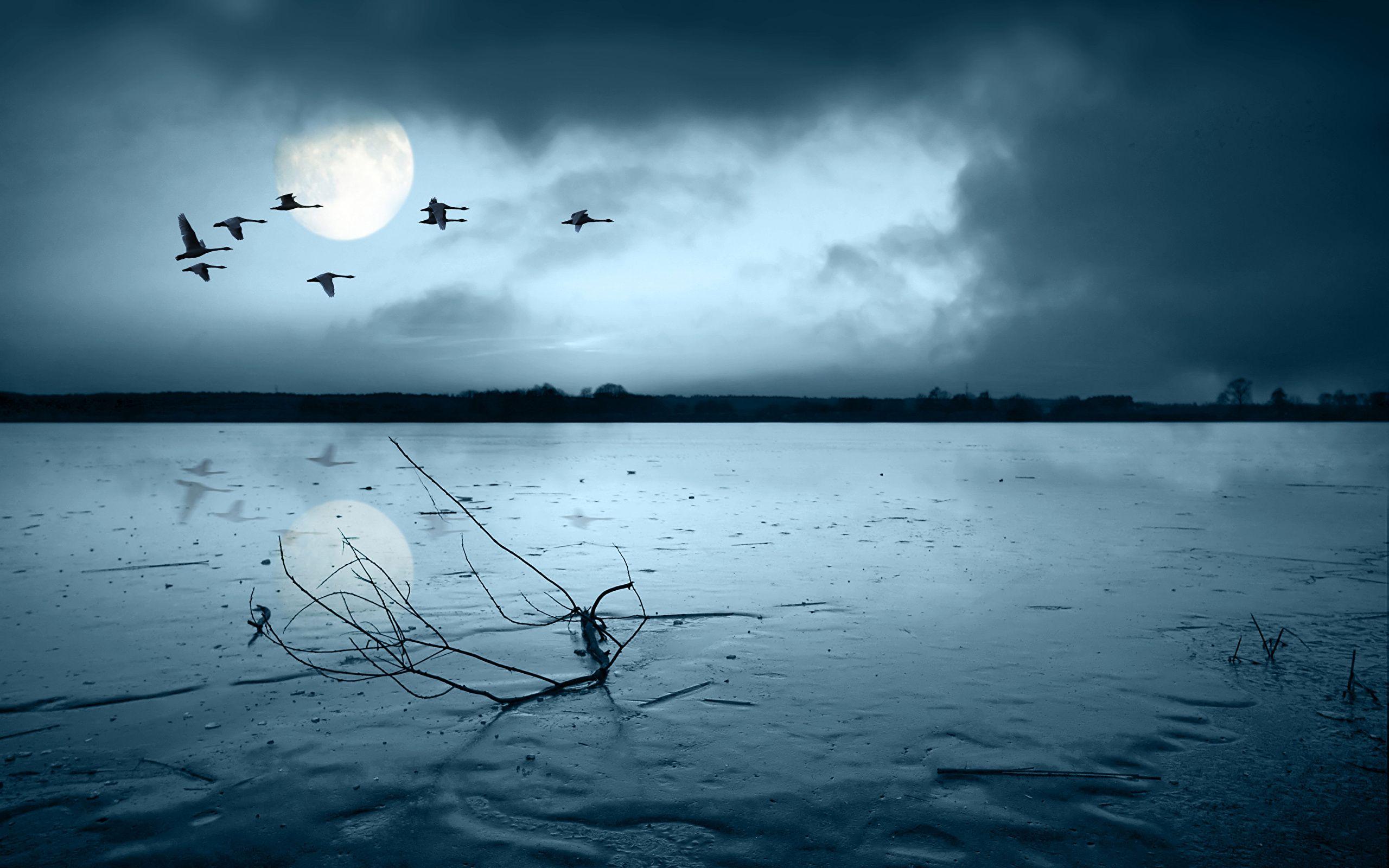 2560x1600 Picture bird Nature Sky Moon Night Rivers 2560x1600