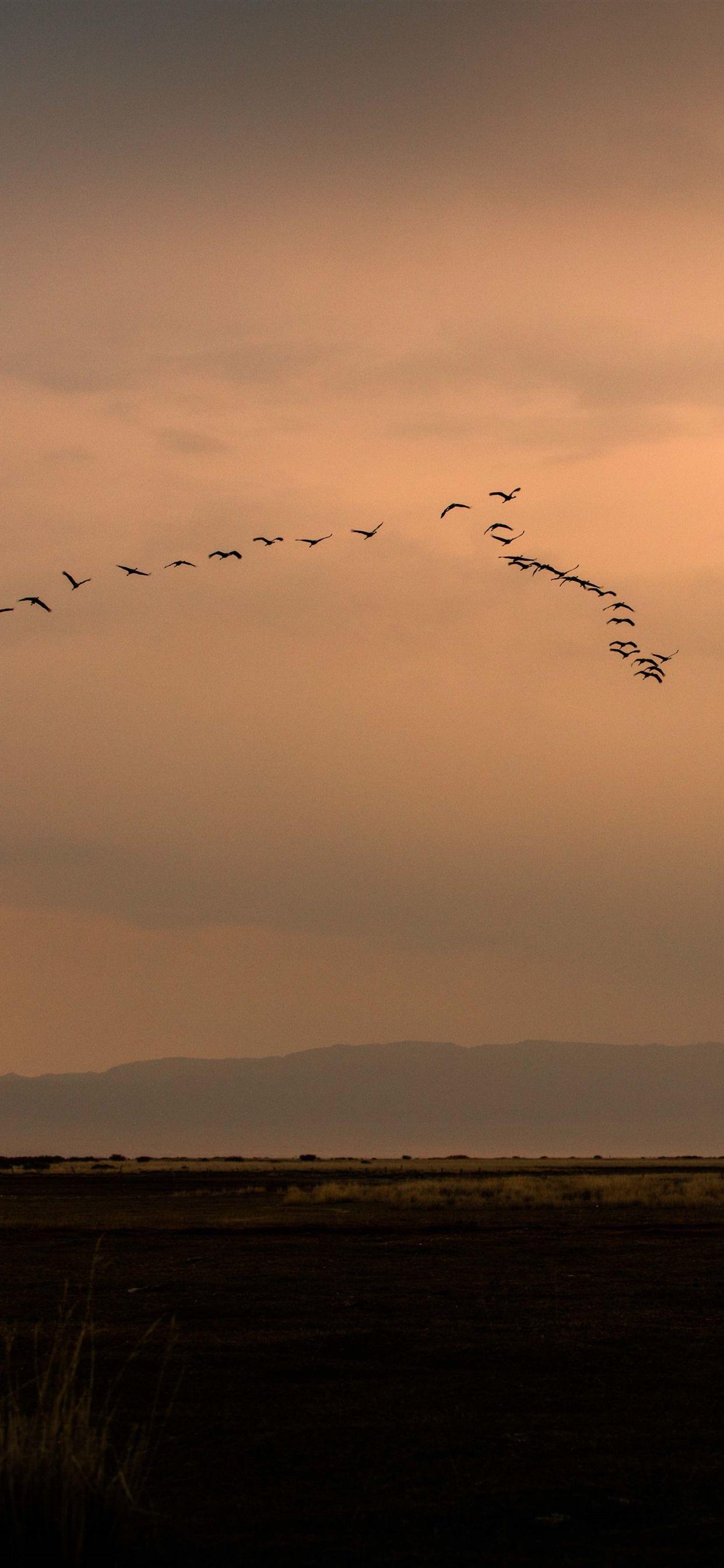 1242x2688 A Group Of Birds Flight In The Sky, Sunset 1242x2688 IPhone 11 Pro XS Max Wallpaper, Background, Picture, Image