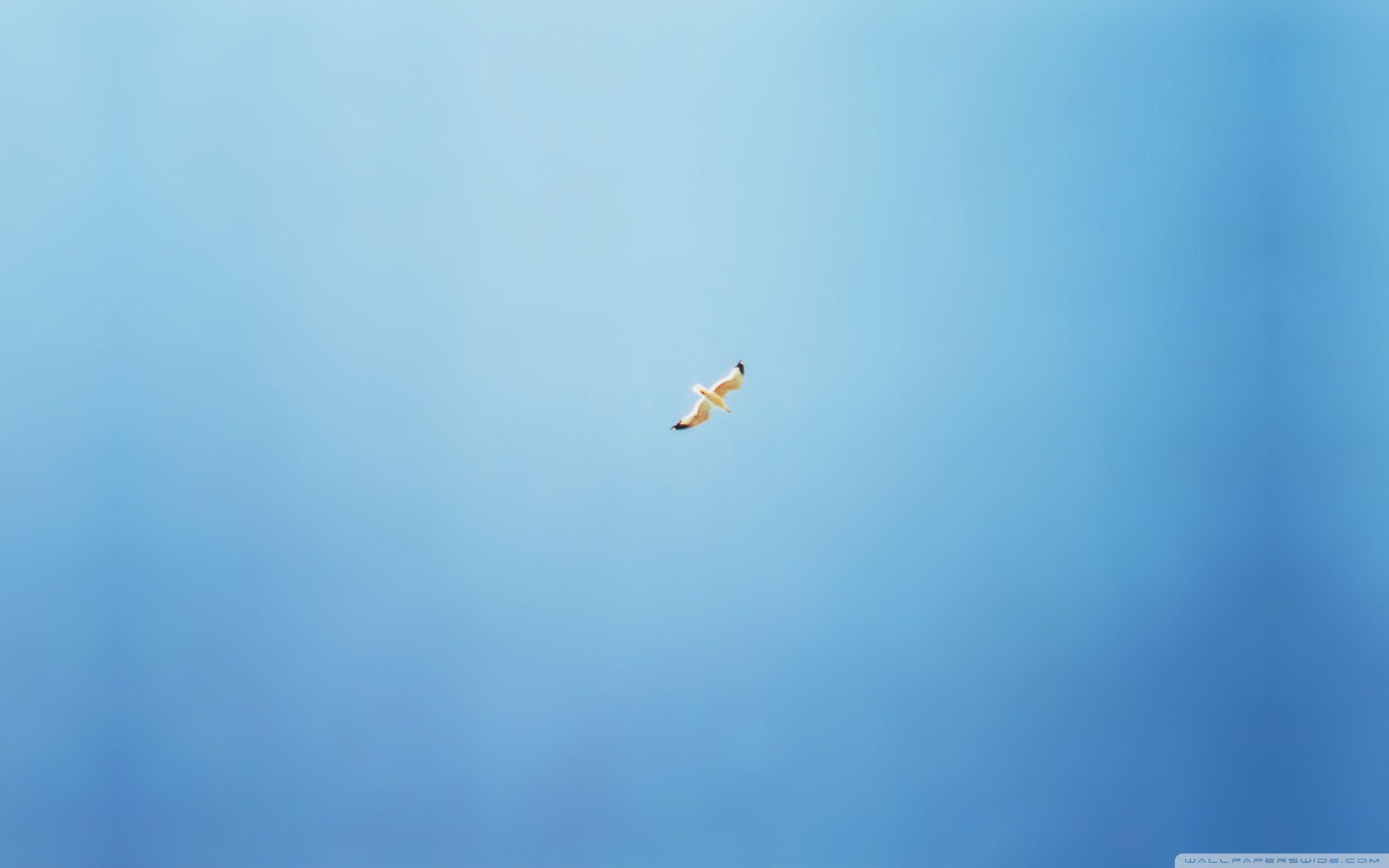 2560x1600 Bird Flying In The Sky Ultra HD Desktop Background Wallpaper for 4K UHD TV : Multi Display, Dual Monitor : Tablet