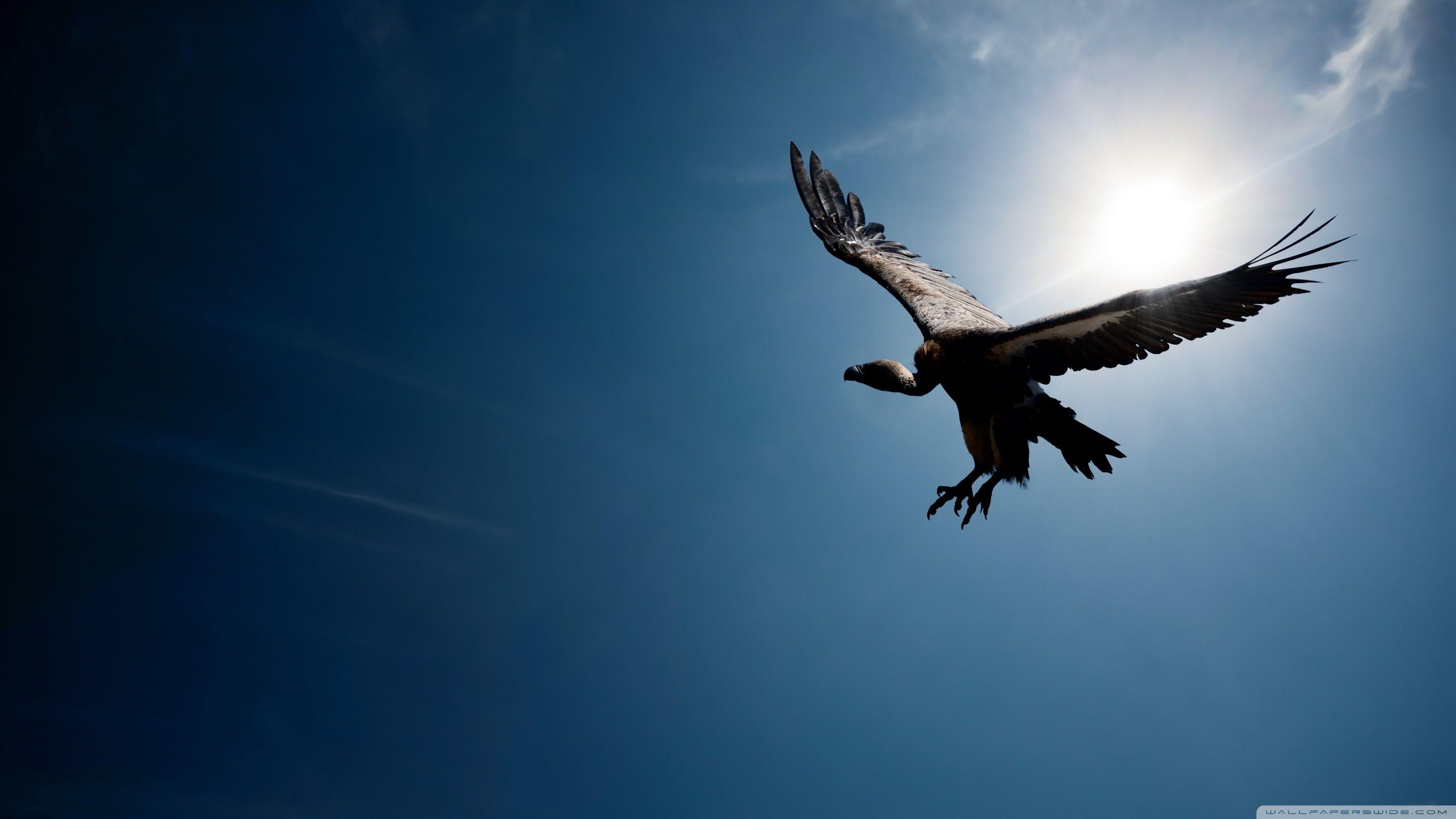 2880x1620 Bird In The Sky Sun Ultra HD Desktop Background Wallpaper for 4K UHD TV : Multi Display, Dual Monitor : Tablet