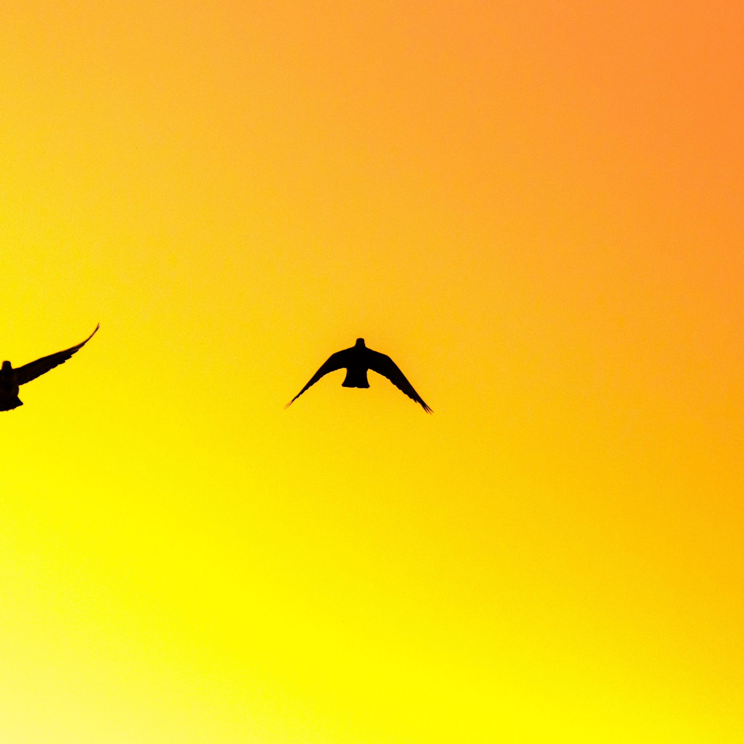 2932x2932 Download Birds pair, yellow sky, sunset, silhouette wallpaper, 2932x iPad Pro Retina