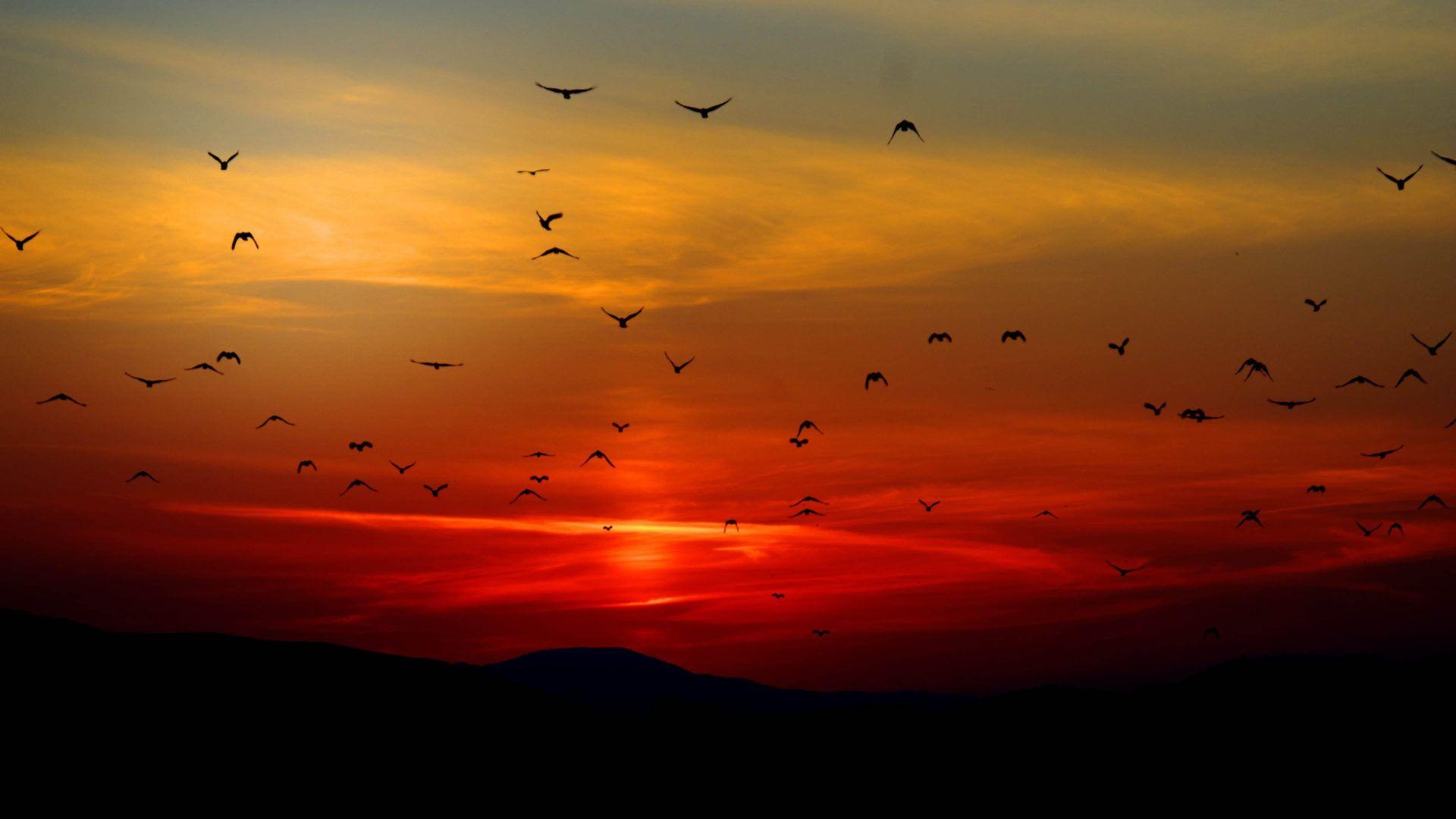 1920x1080 Sunset Twilight Red Sky Flying A Flock Birds 4k Ultra HD Wallpaper For Desktop :