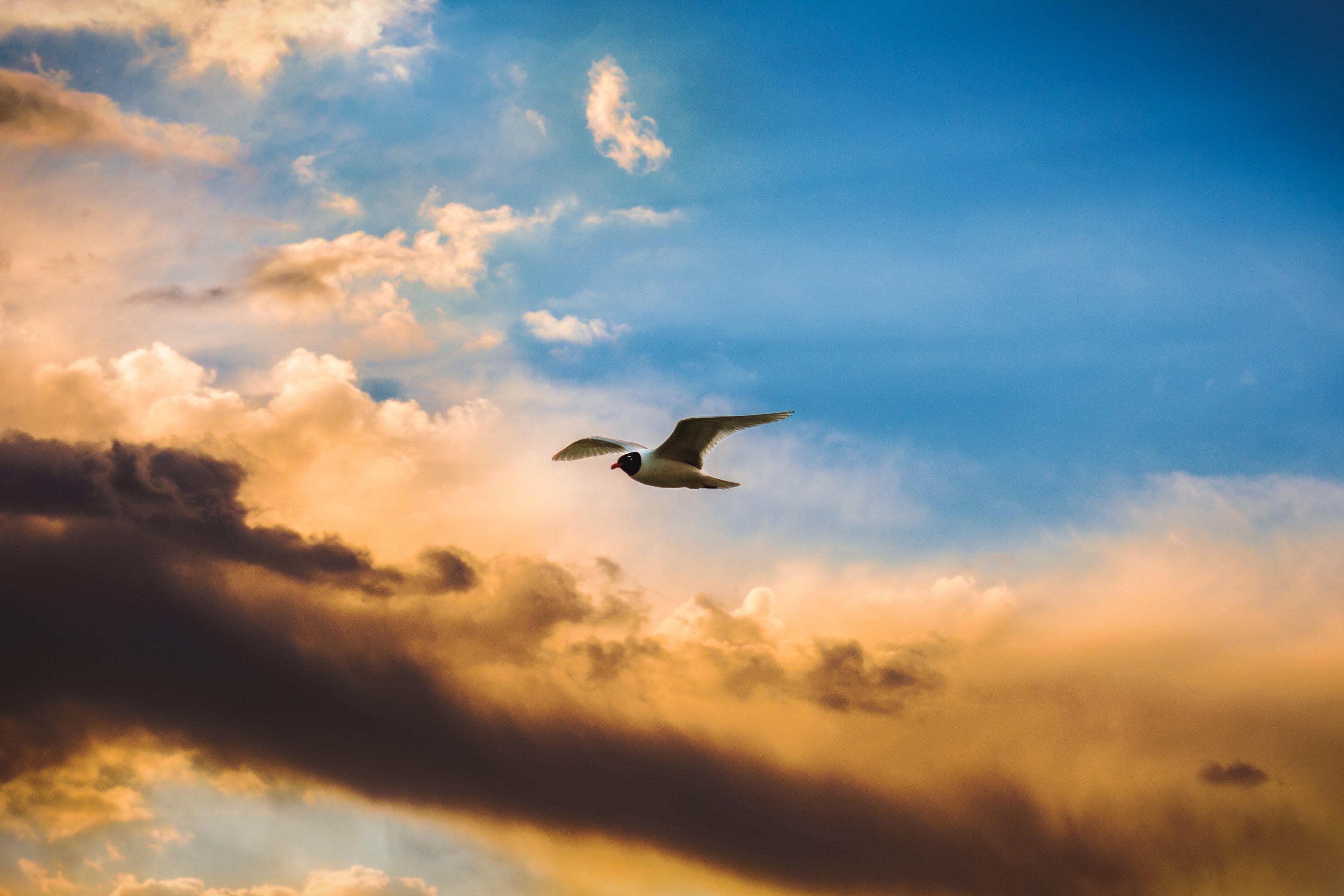 3840x2560 Wallpaper / bird sky flying and wings HD 4k wallpaper