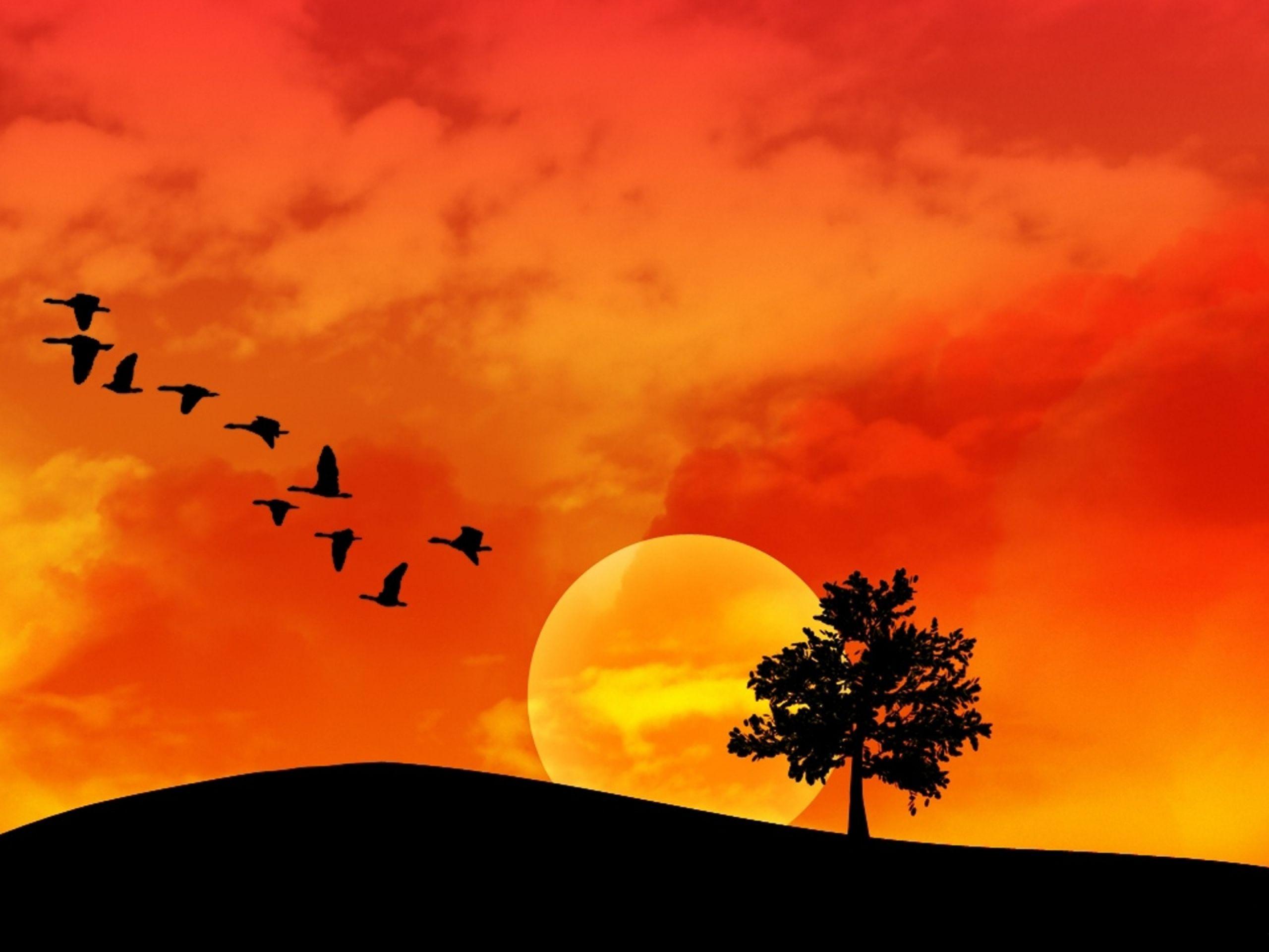 2560x1920 Orange Sky Birds Tree Hill wallpaper. Orange Sky Birds Tree Hill