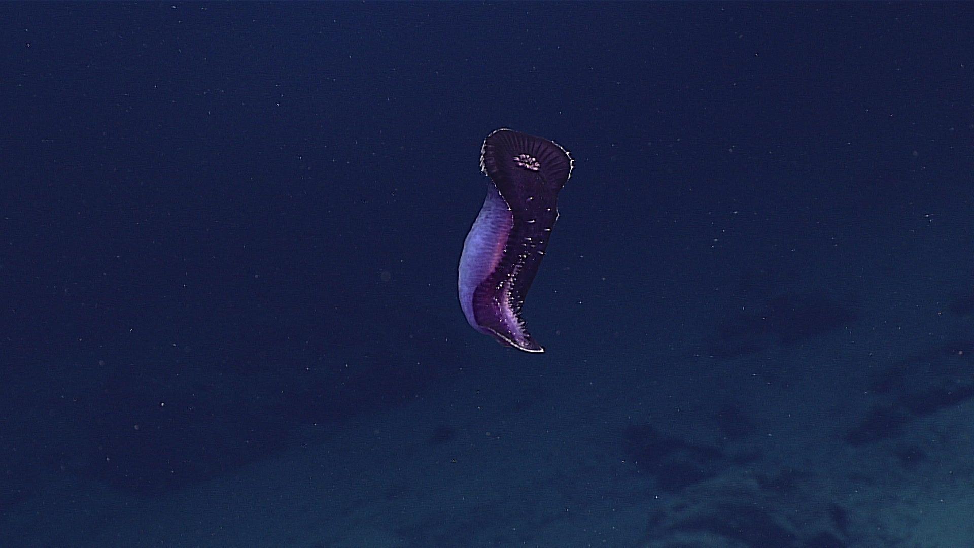 1920x1080 Mariana Trench Live Stream Reveals Some Seriously Gnarly Creatures
